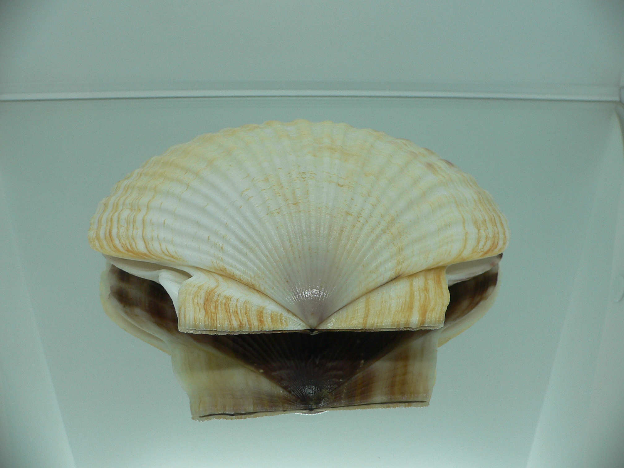 Patinopecten yessoensis LIGHT & WIDE
