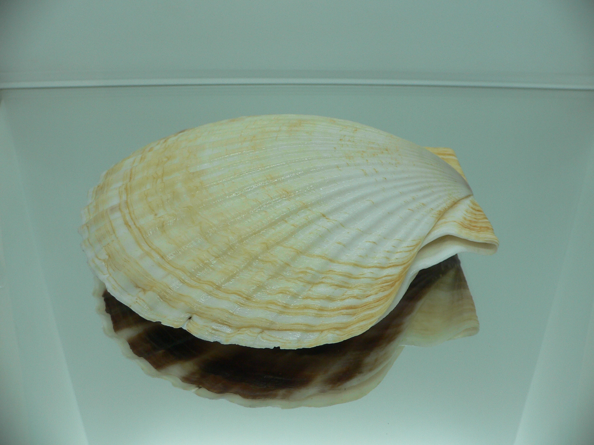 Patinopecten yessoensis LIGHT & WIDE