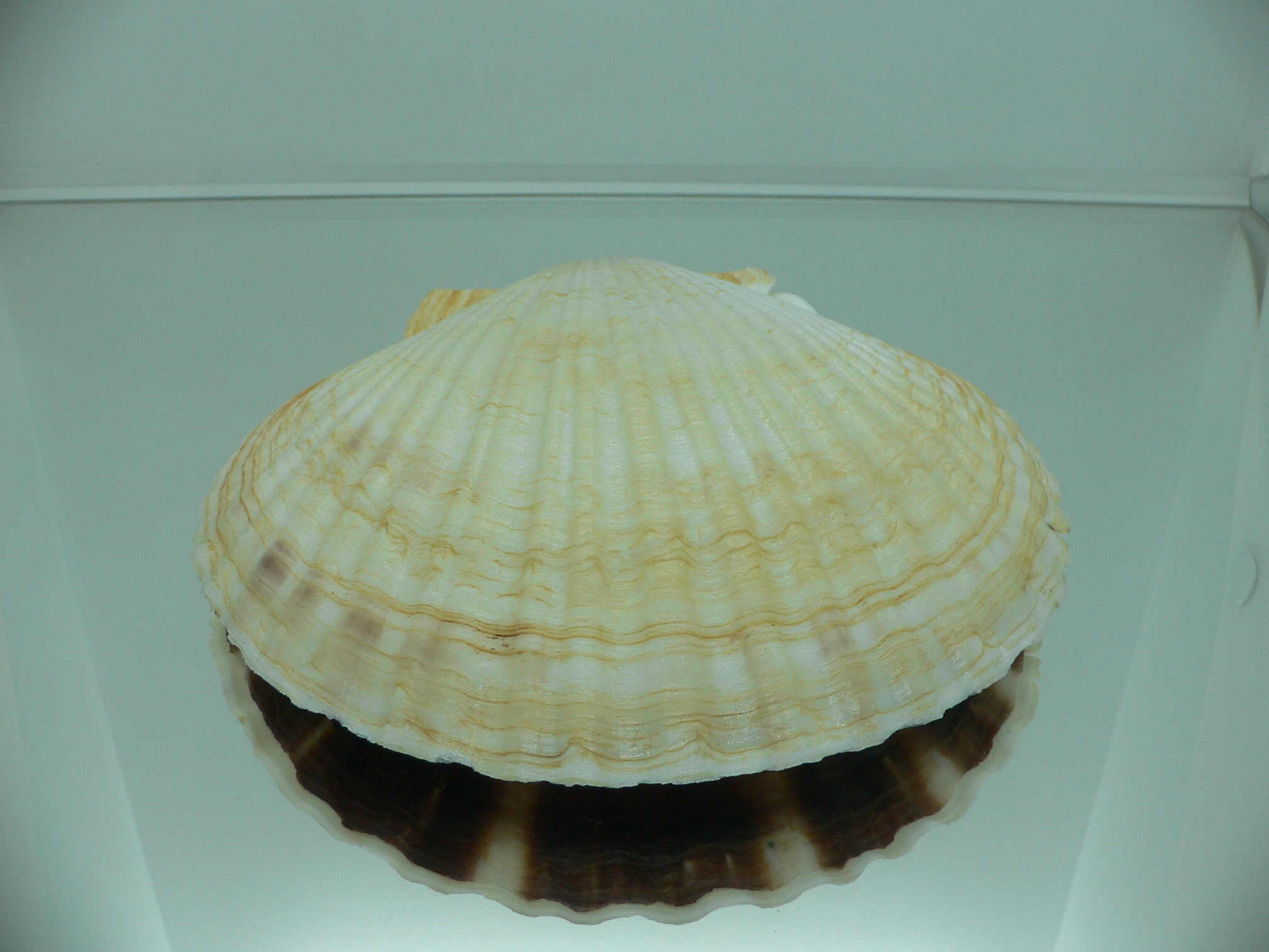 Patinopecten yessoensis LIGHT & WIDE