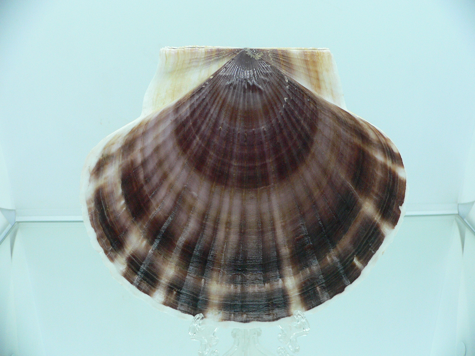 Patinopecten yessoensis LIGHT & WIDE