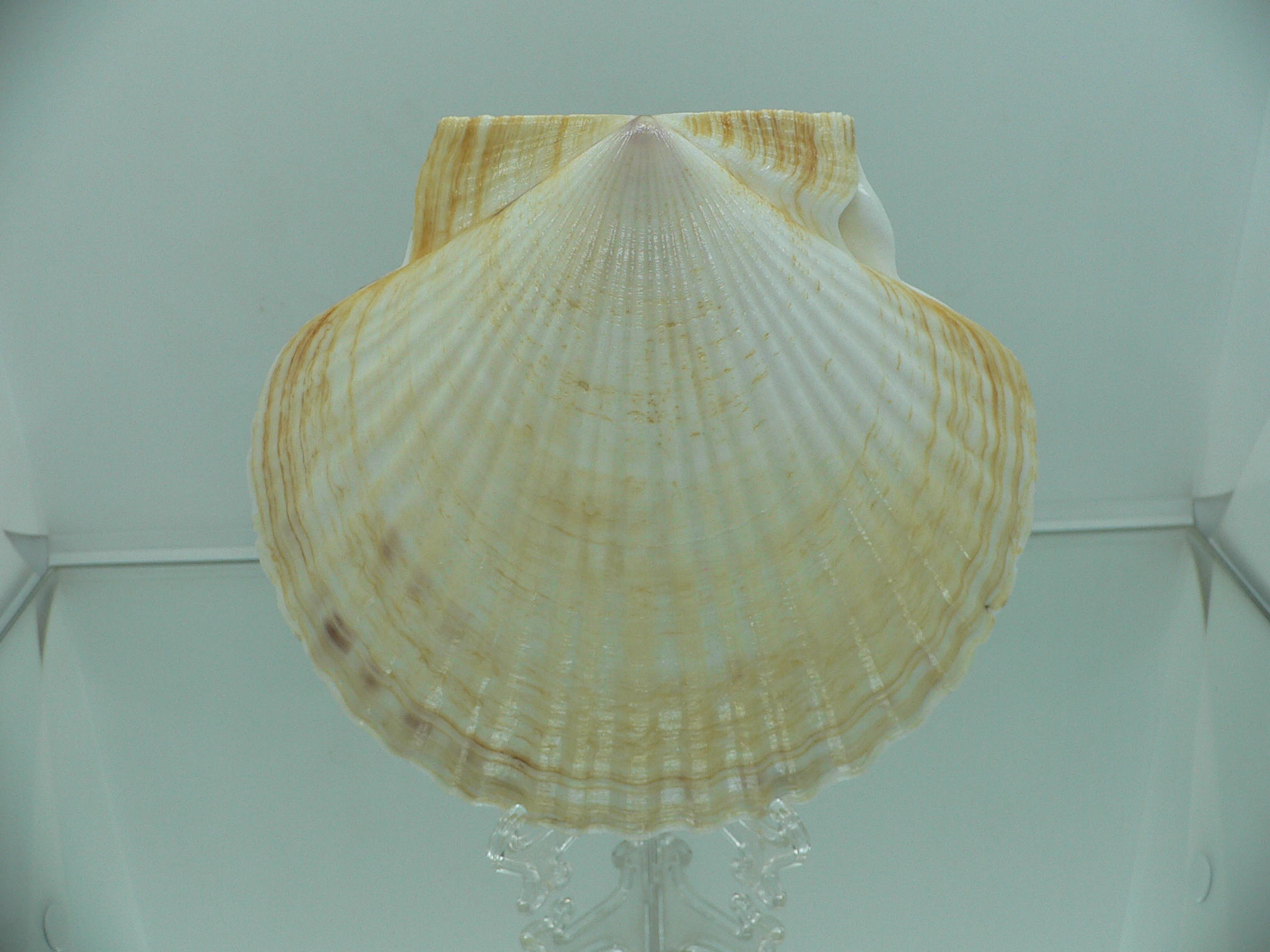 Patinopecten yessoensis LIGHT & WIDE