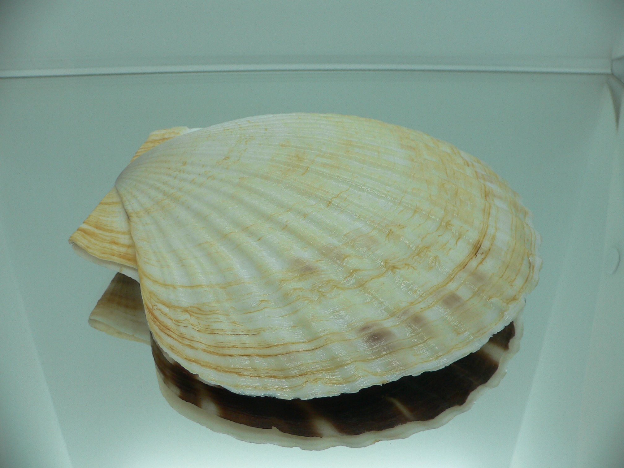 Patinopecten yessoensis LIGHT & WIDE