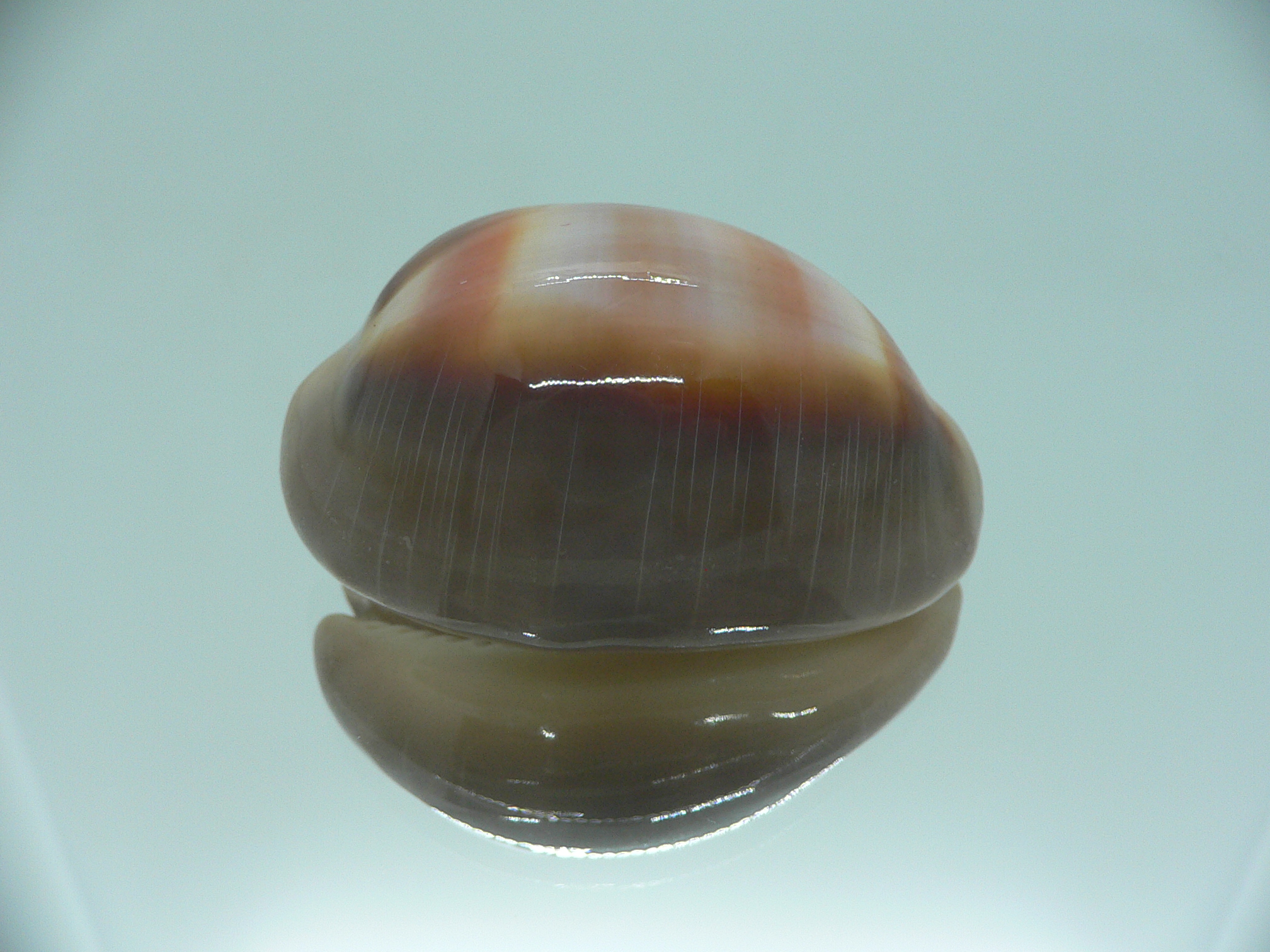 Cypraea ventriculus ventriculus GOOD SIZE