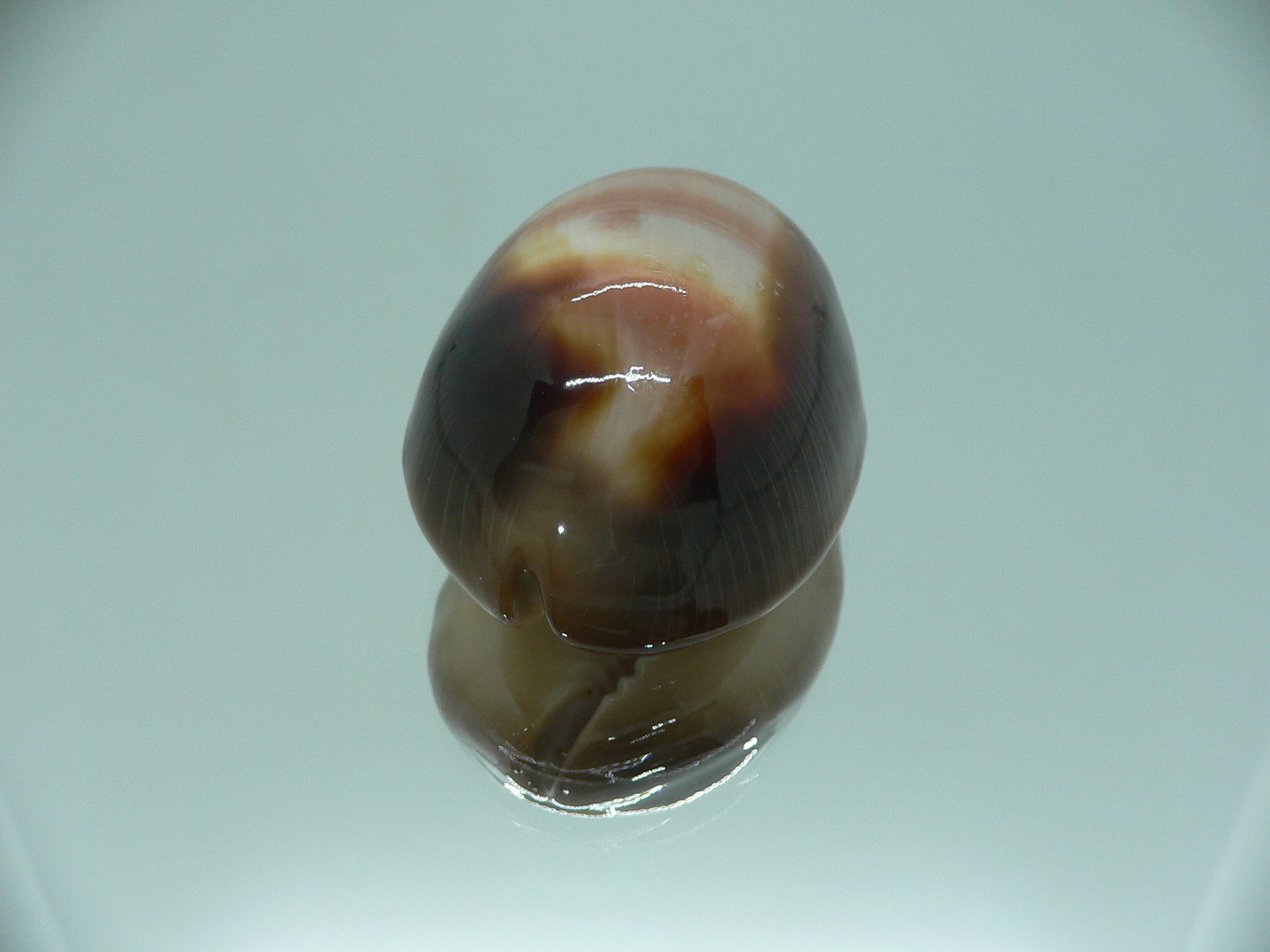 Cypraea ventriculus ventriculus GOOD SIZE