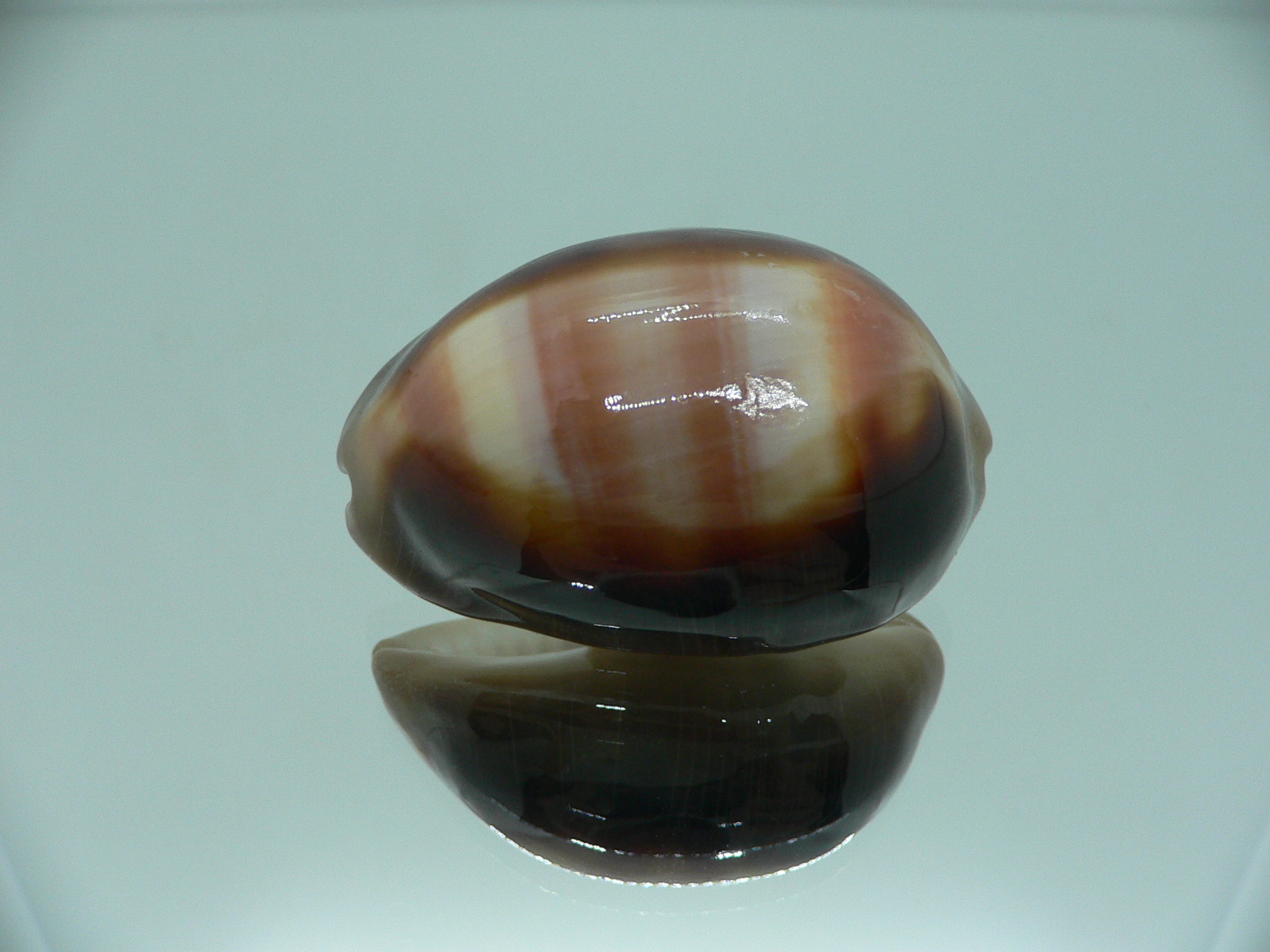 Cypraea ventriculus ventriculus GOOD SIZE
