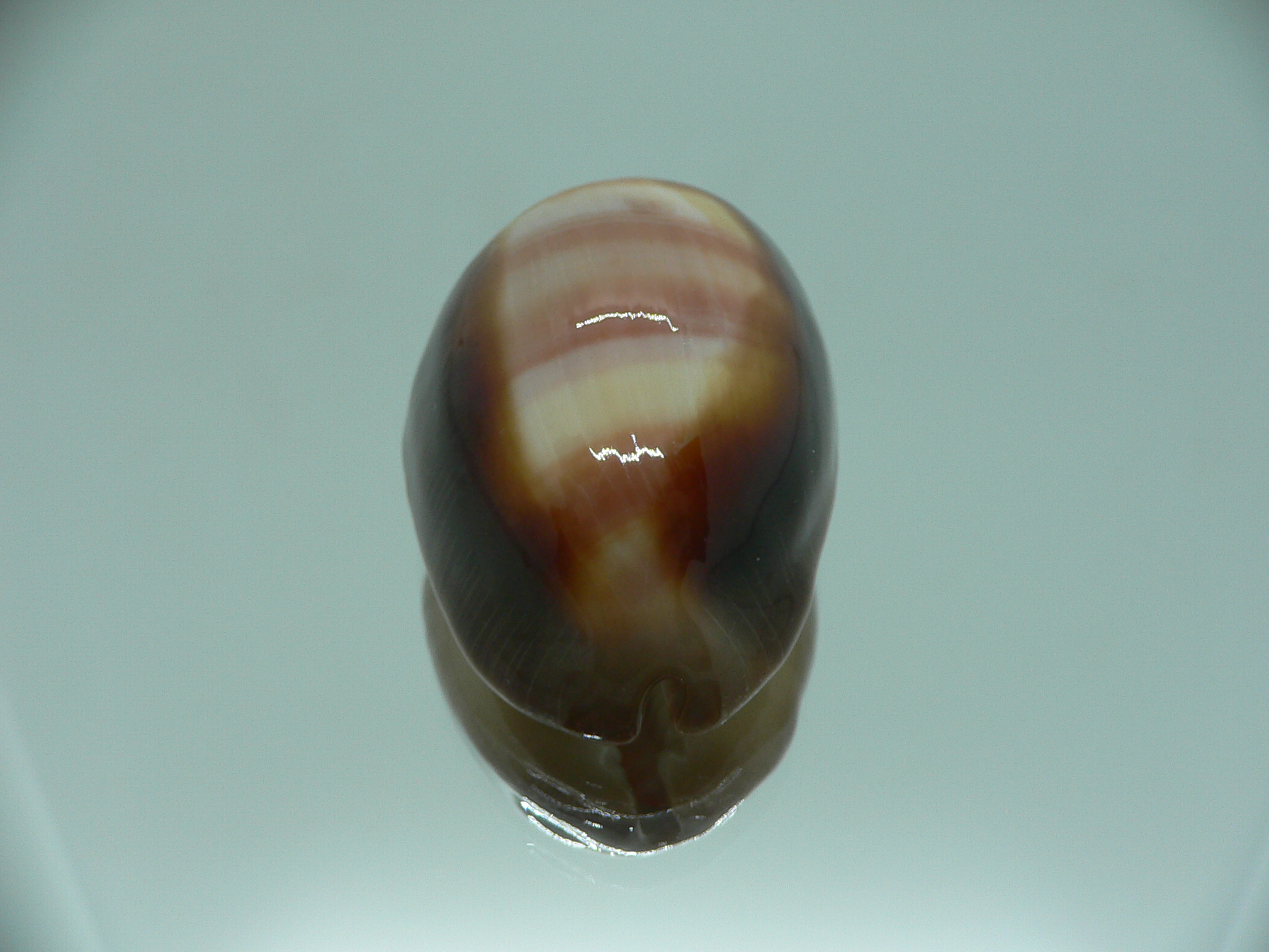 Cypraea ventriculus ventriculus GOOD SIZE
