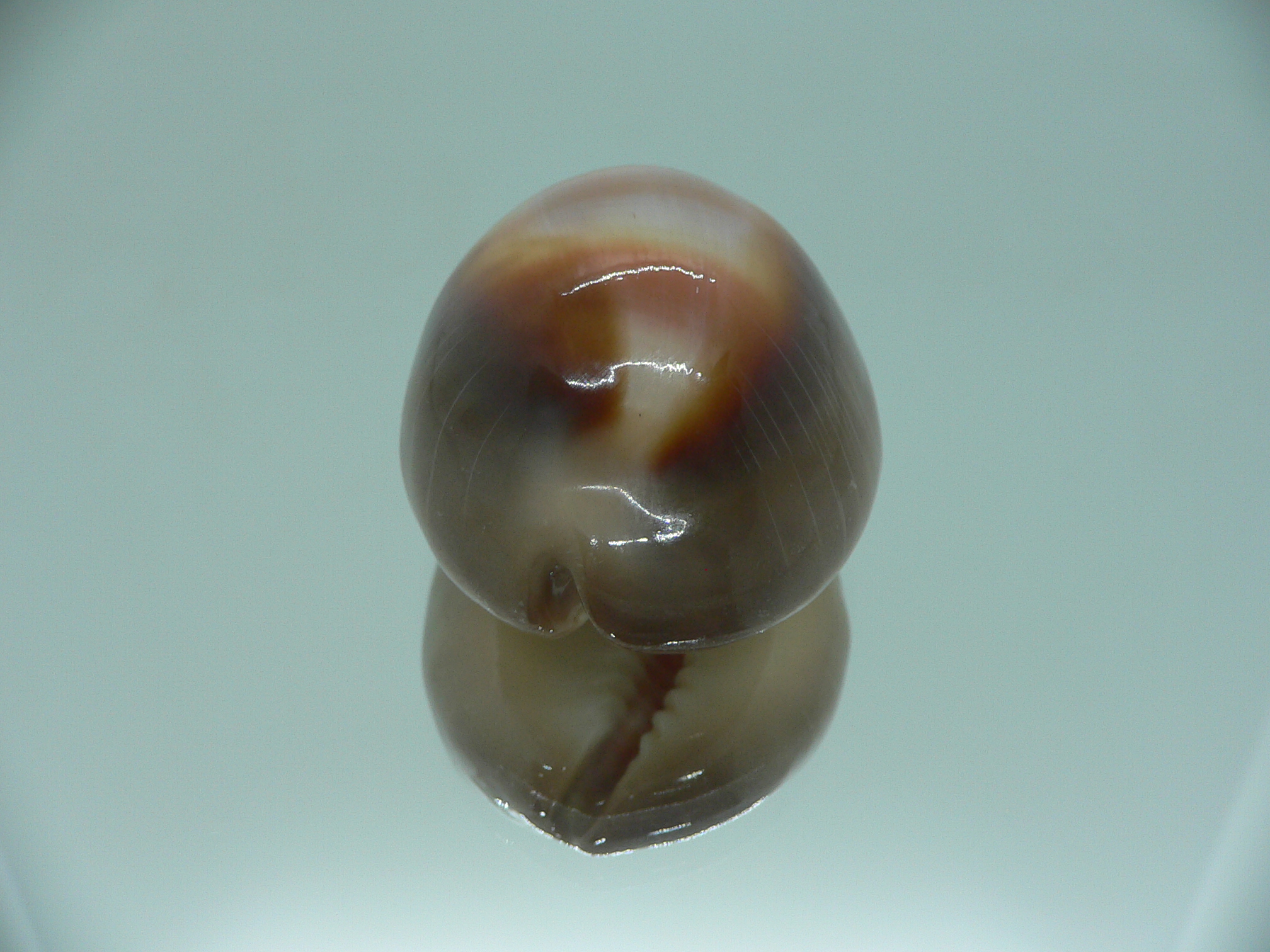 Cypraea ventriculus ventriculus GOOD SIZE