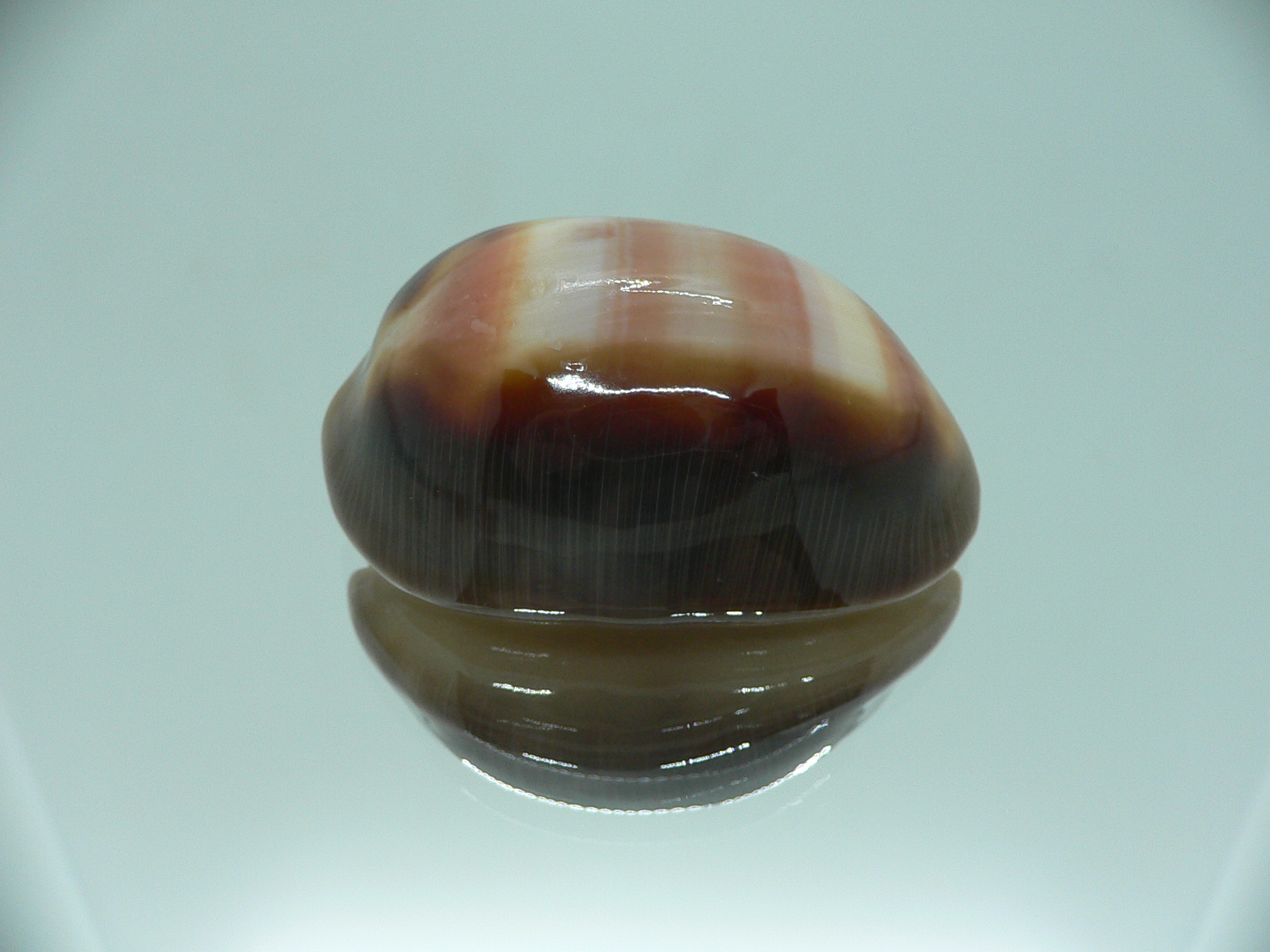 Cypraea ventriculus ventriculus GOOD SIZE