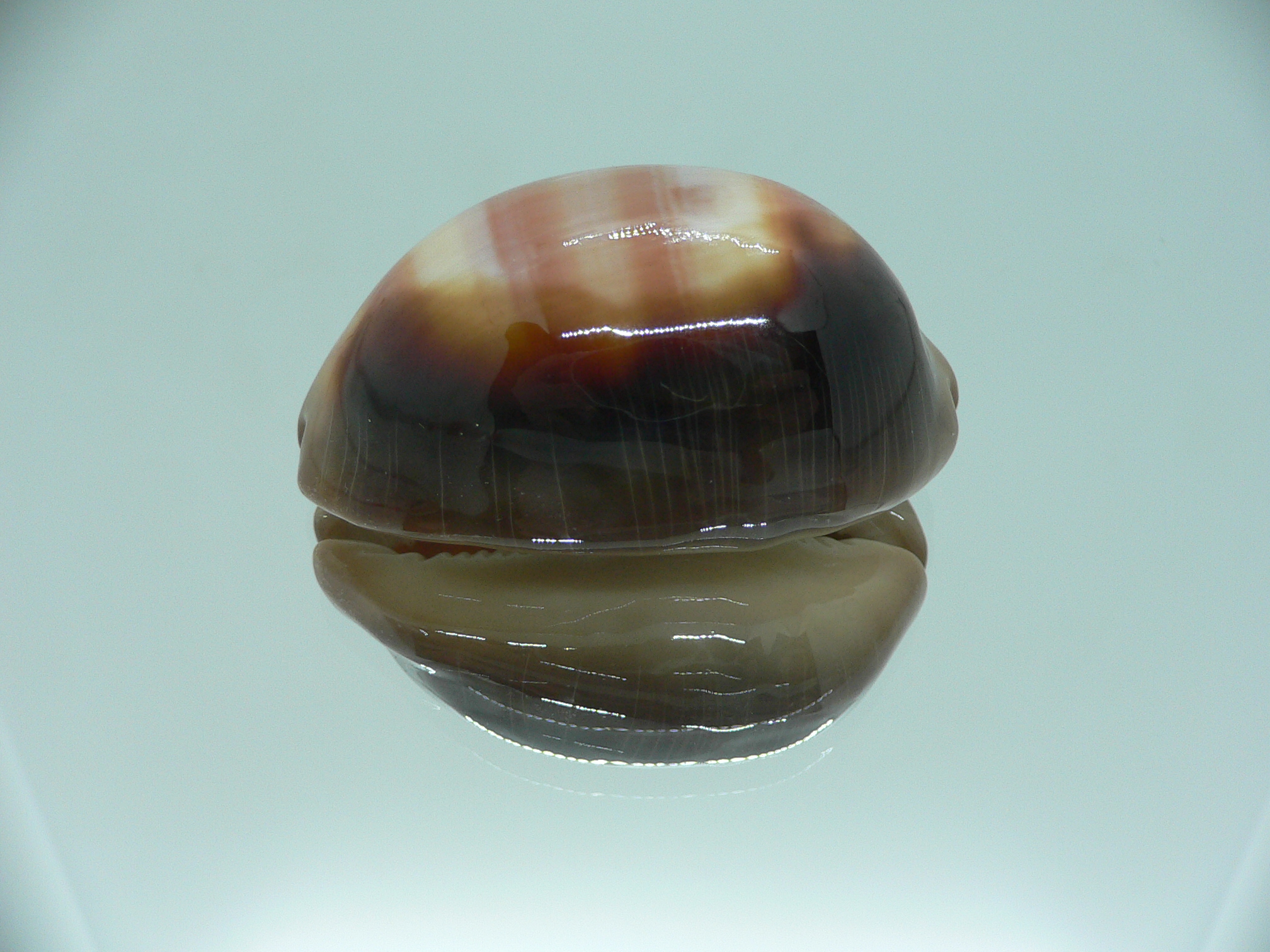 Cypraea ventriculus ventriculus GOOD SIZE