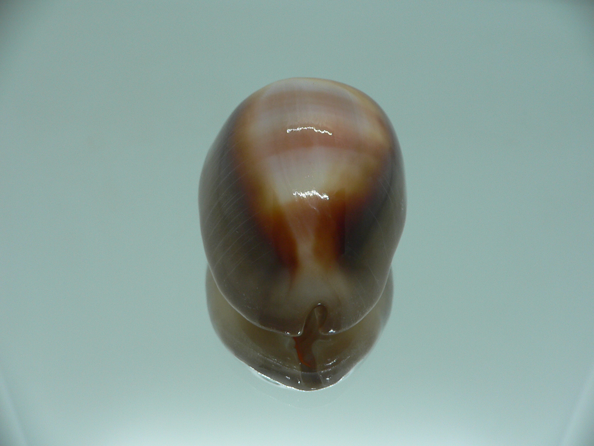 Cypraea ventriculus ventriculus GOOD SIZE