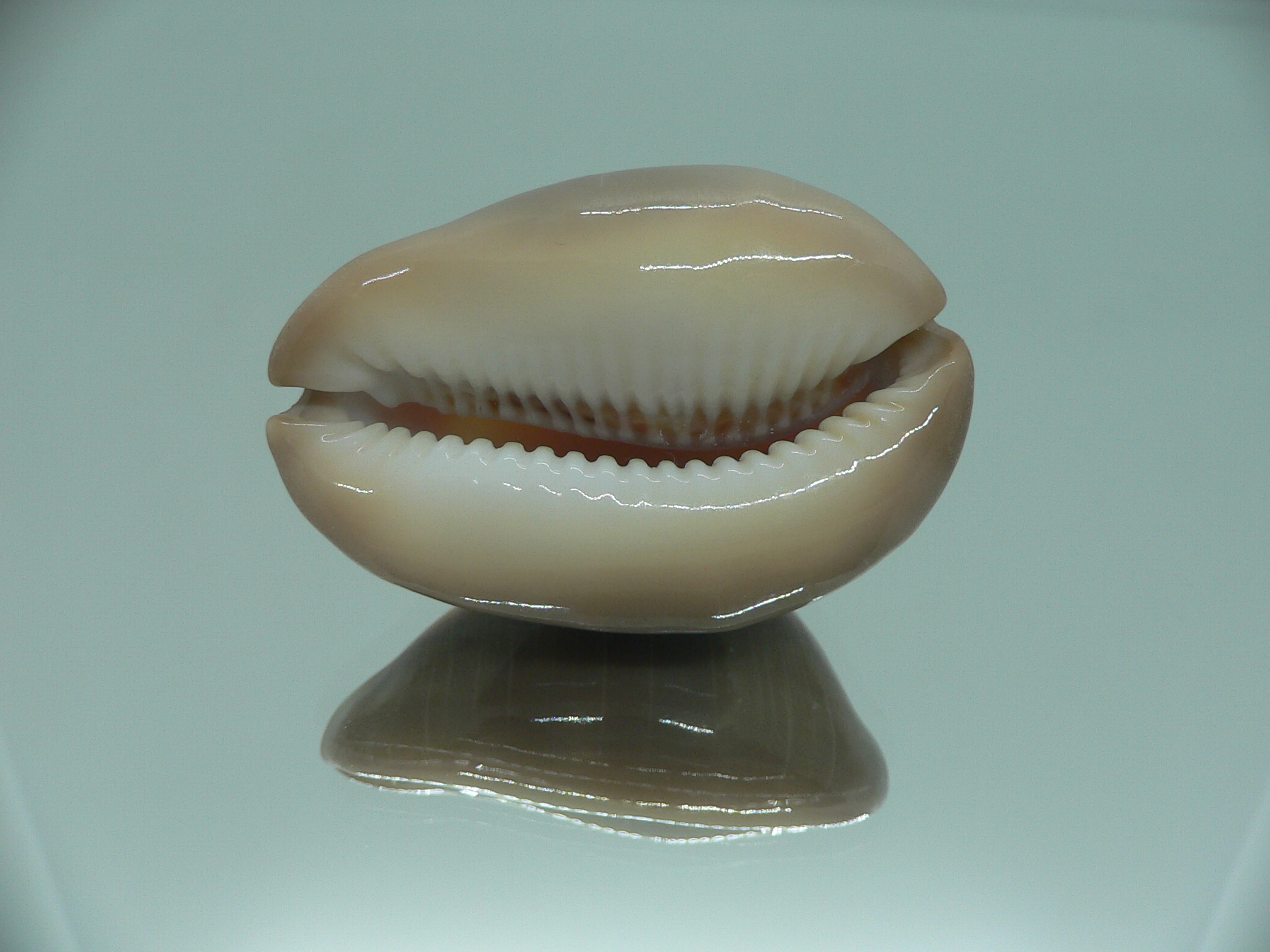 Cypraea ventriculus ventriculus GOOD SIZE