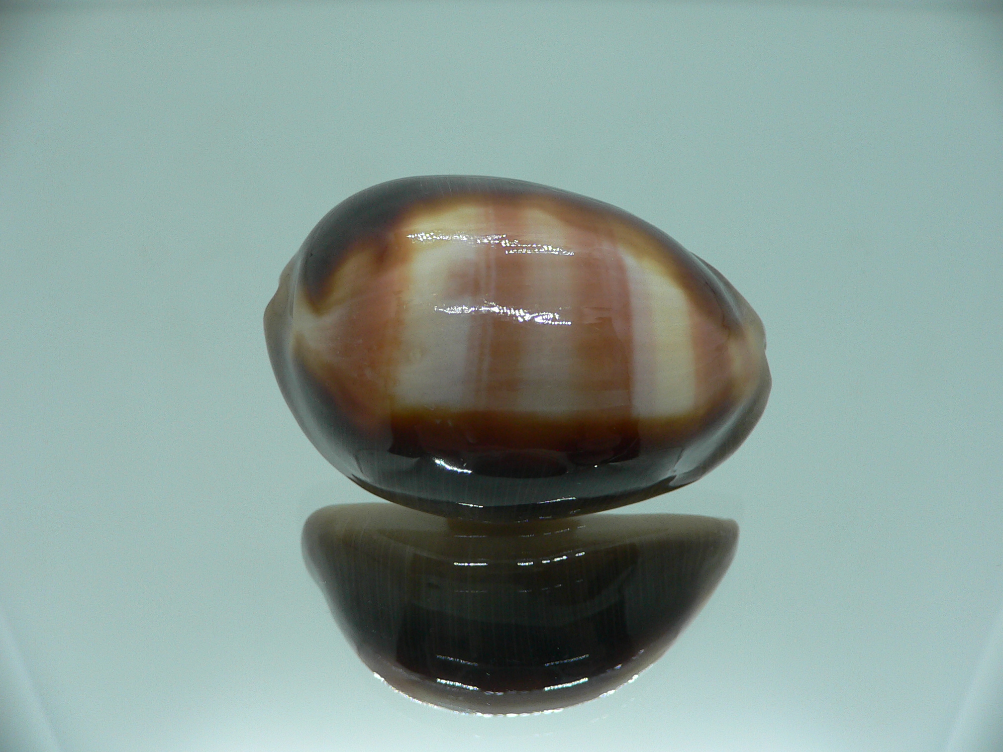 Cypraea ventriculus ventriculus GOOD SIZE