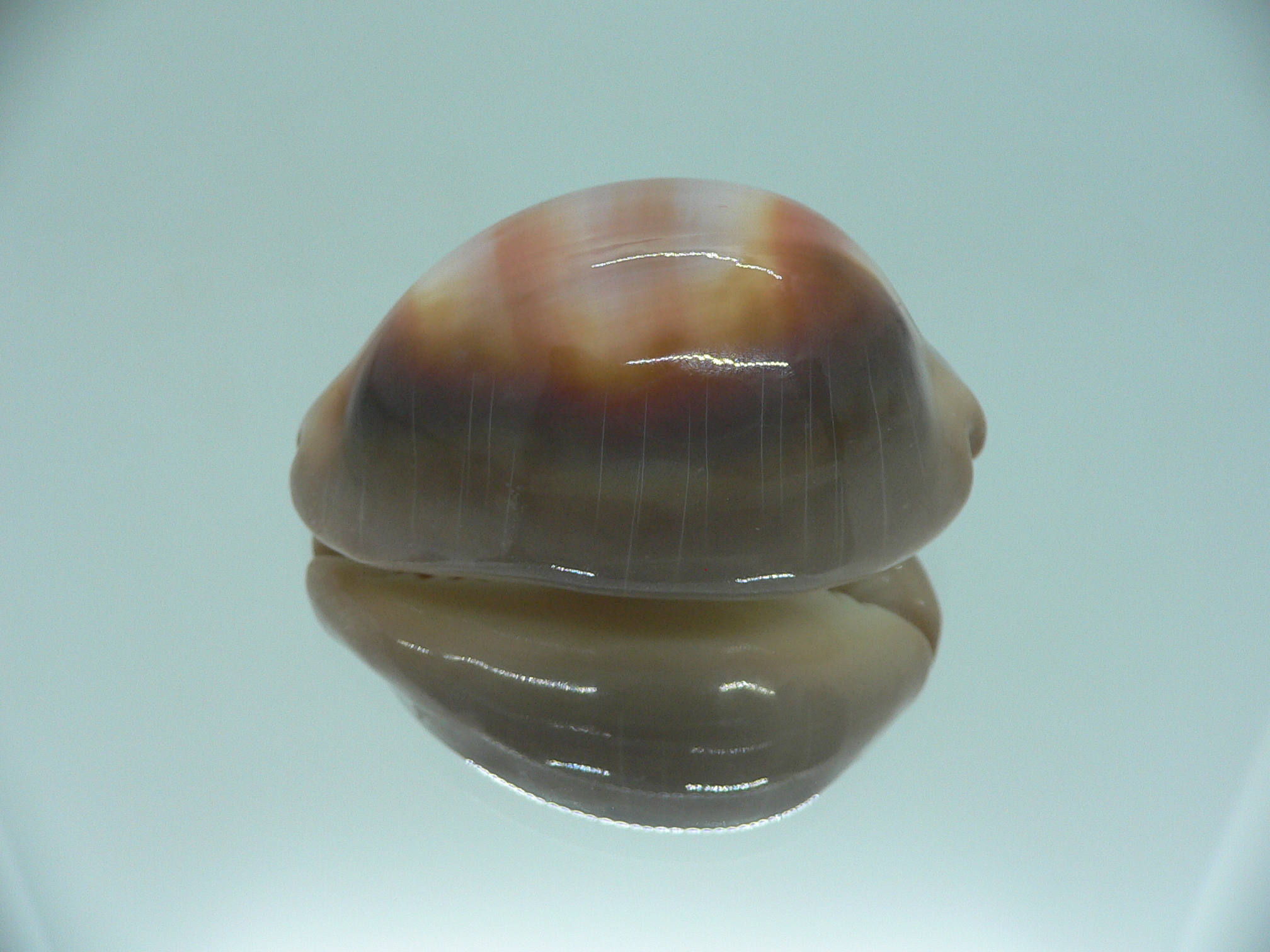Cypraea ventriculus ventriculus GOOD SIZE