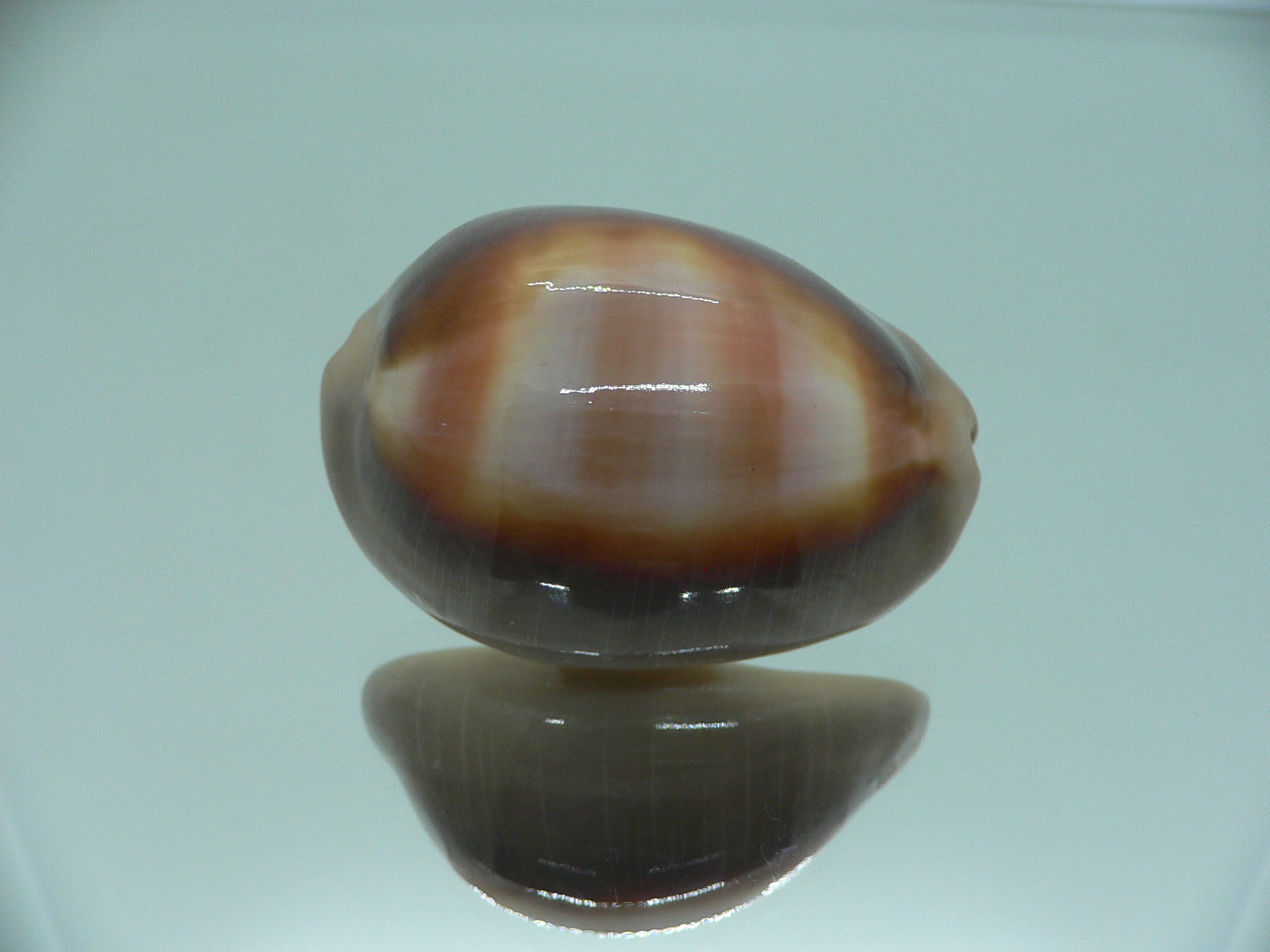 Cypraea ventriculus ventriculus GOOD SIZE