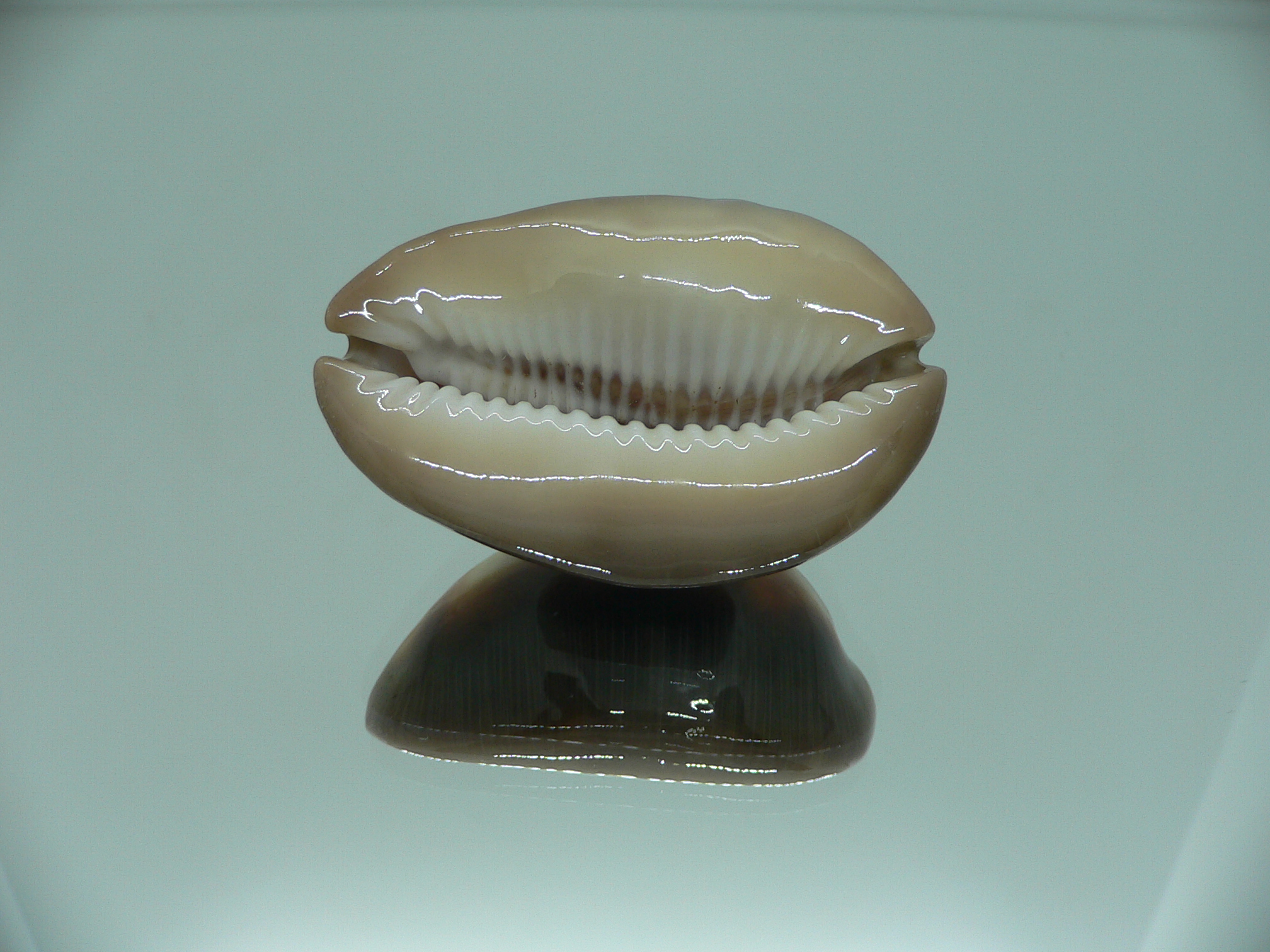 Cypraea ventriculus ventriculus GOOD SIZE