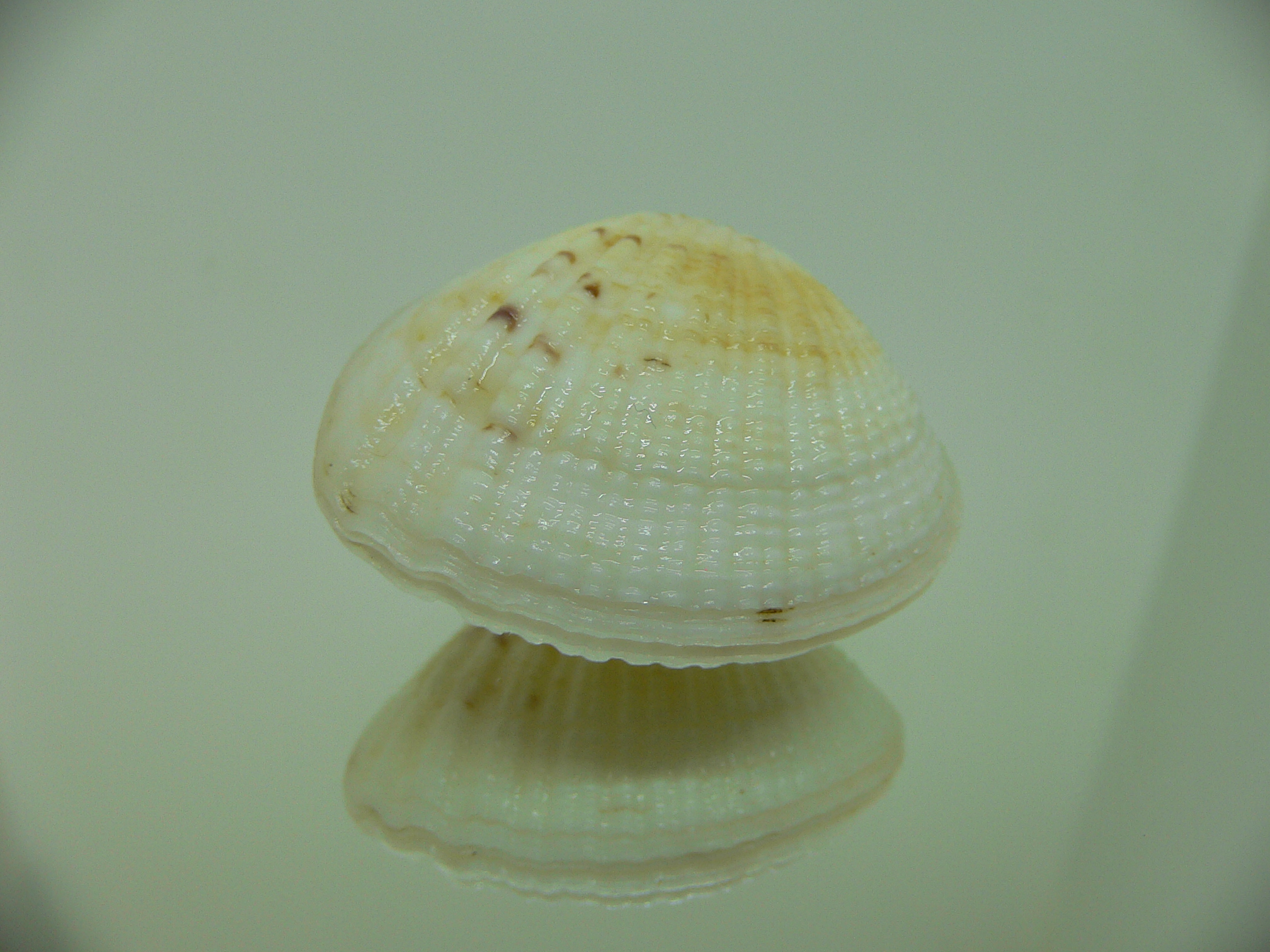Gafrarium tumidum