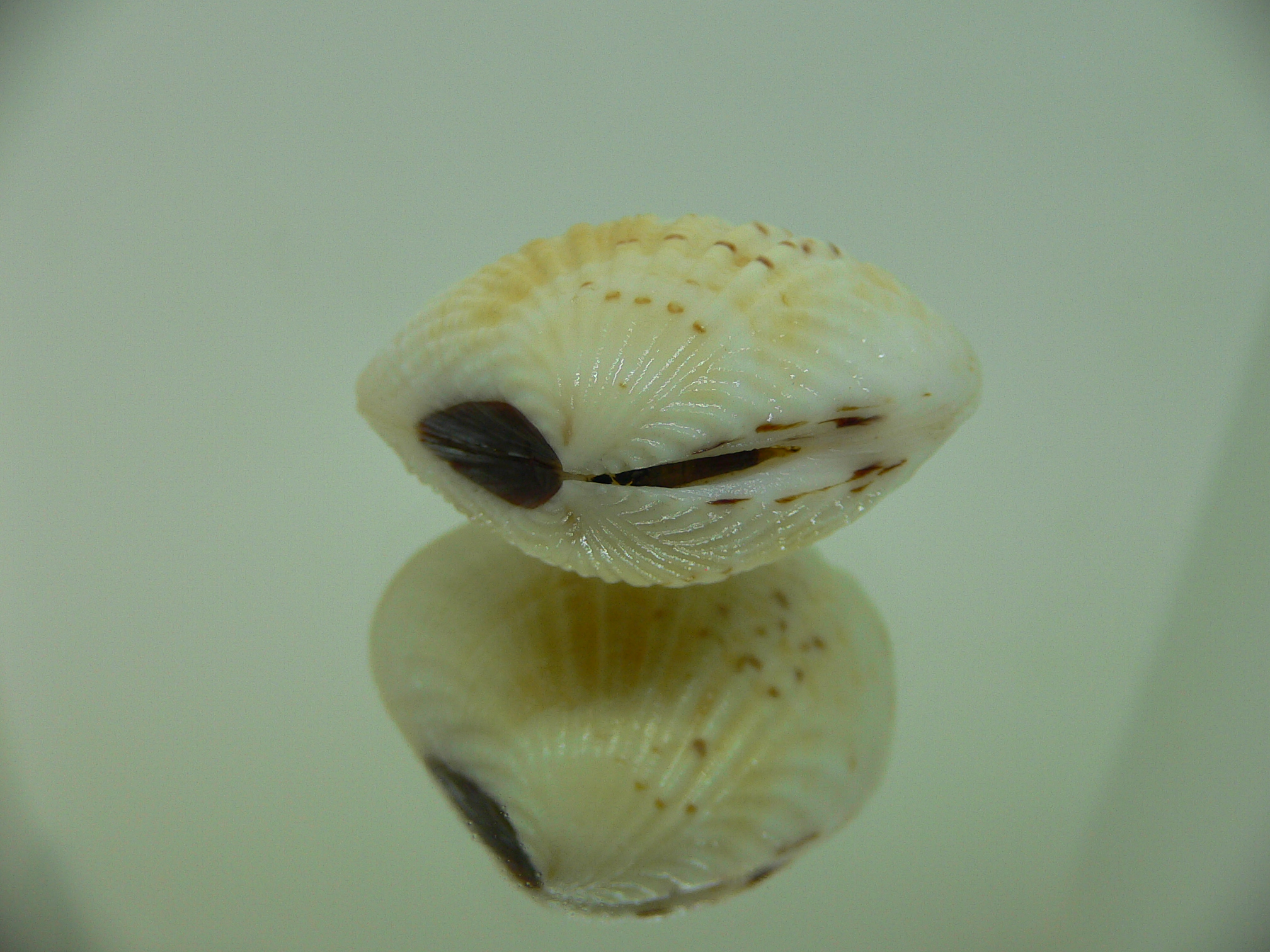 Gafrarium tumidum