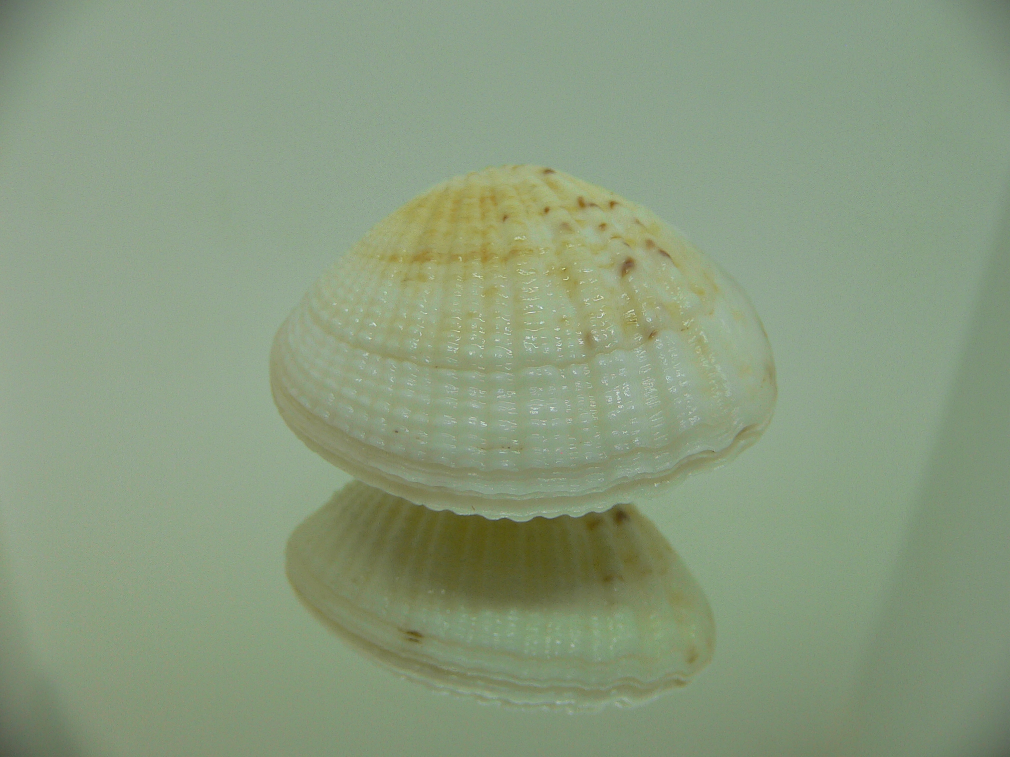 Gafrarium tumidum