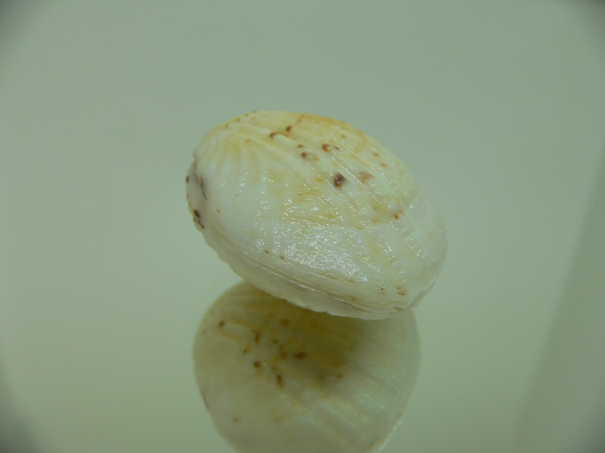 Gafrarium tumidum