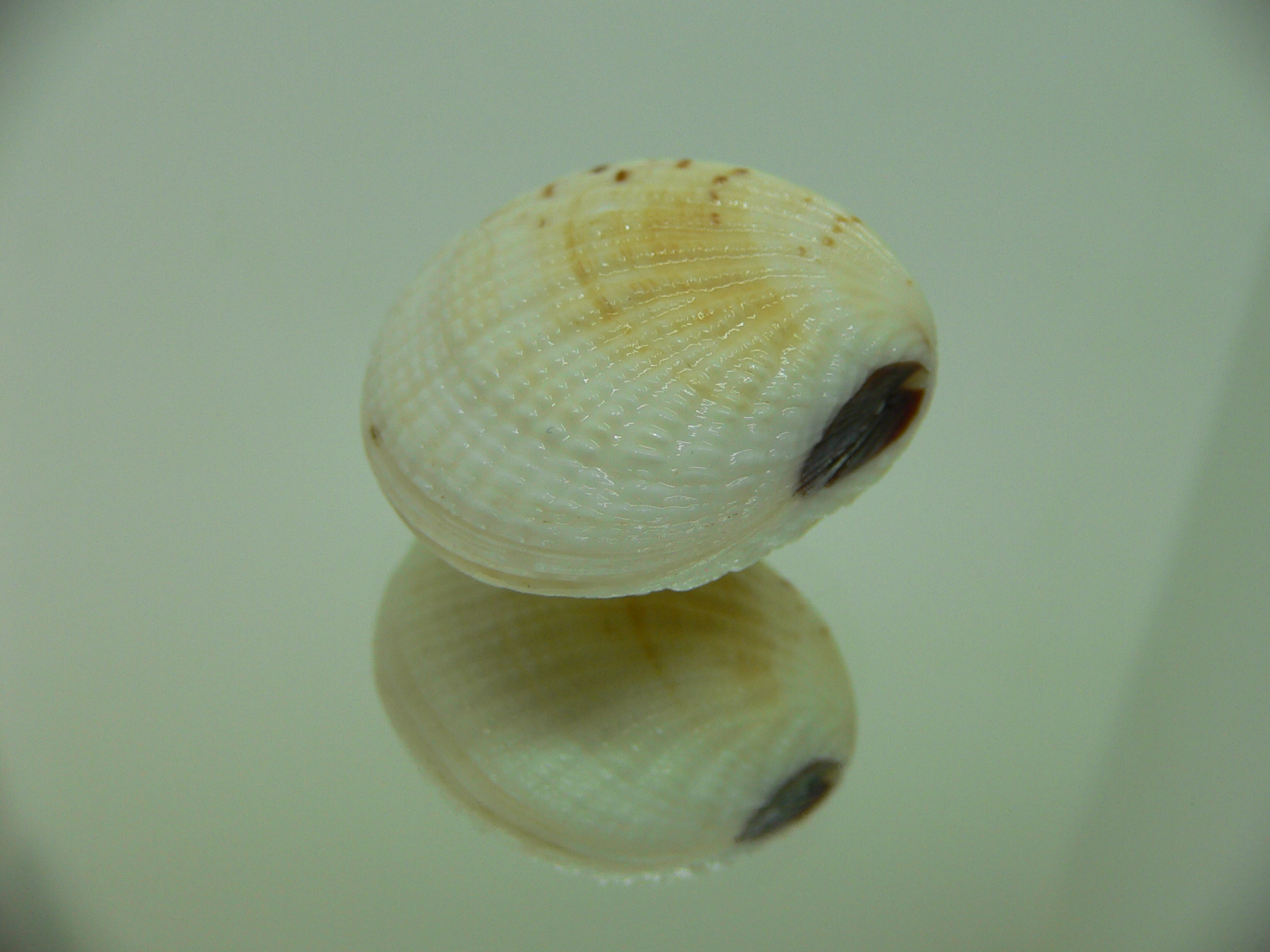 Gafrarium tumidum