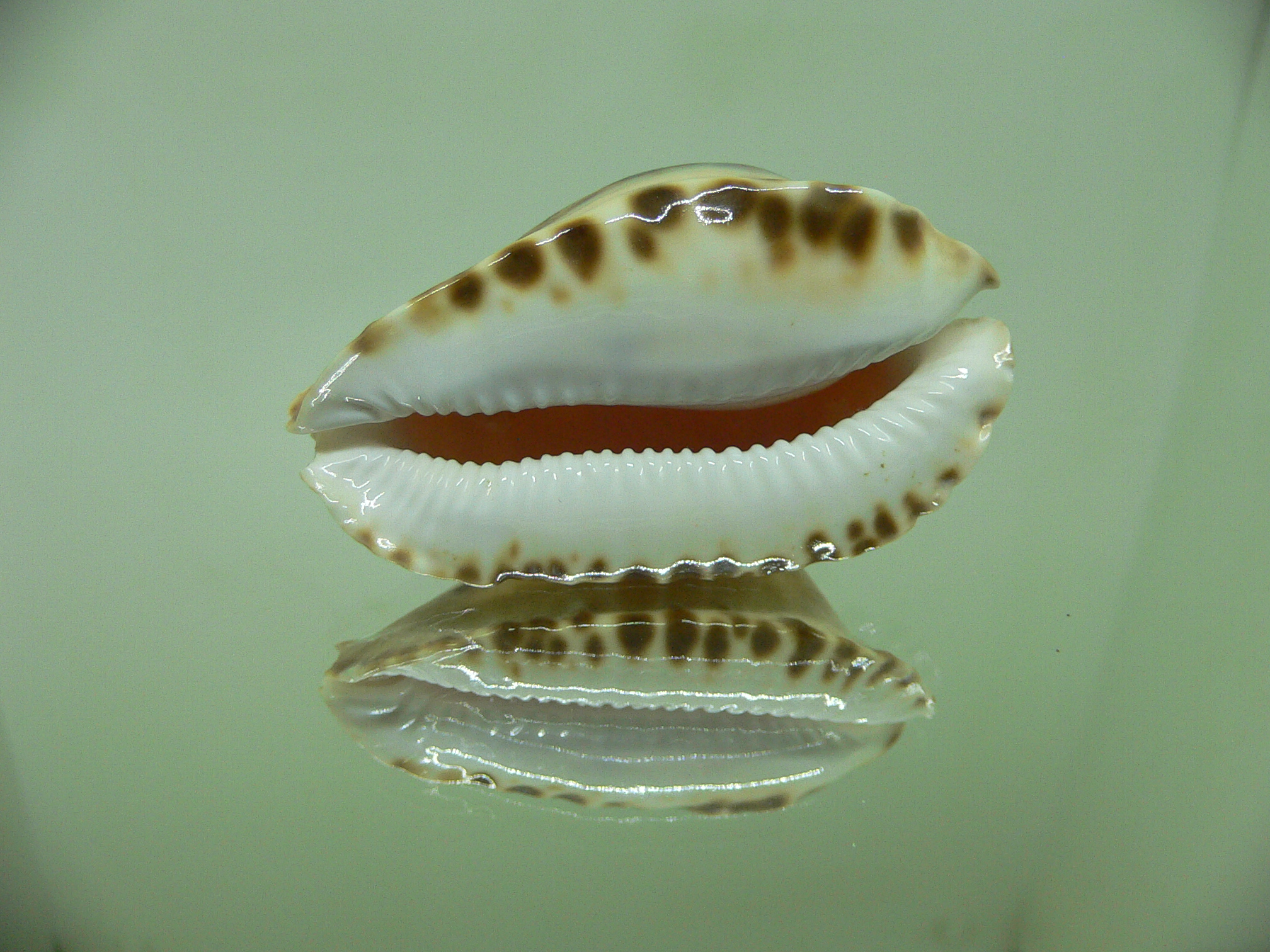 Zoila marginata consueta (var.) DARK