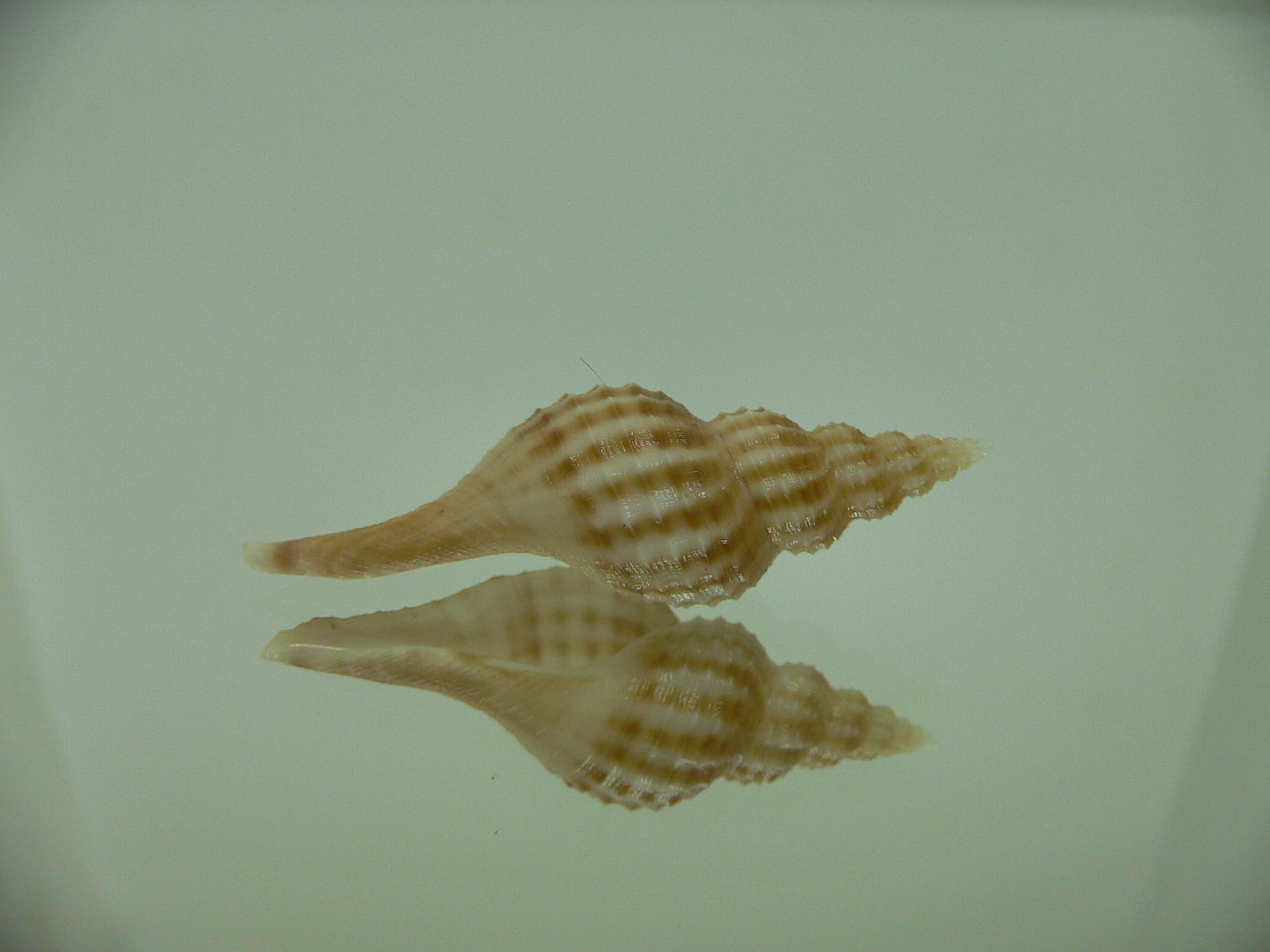 Granulifusus hayashii