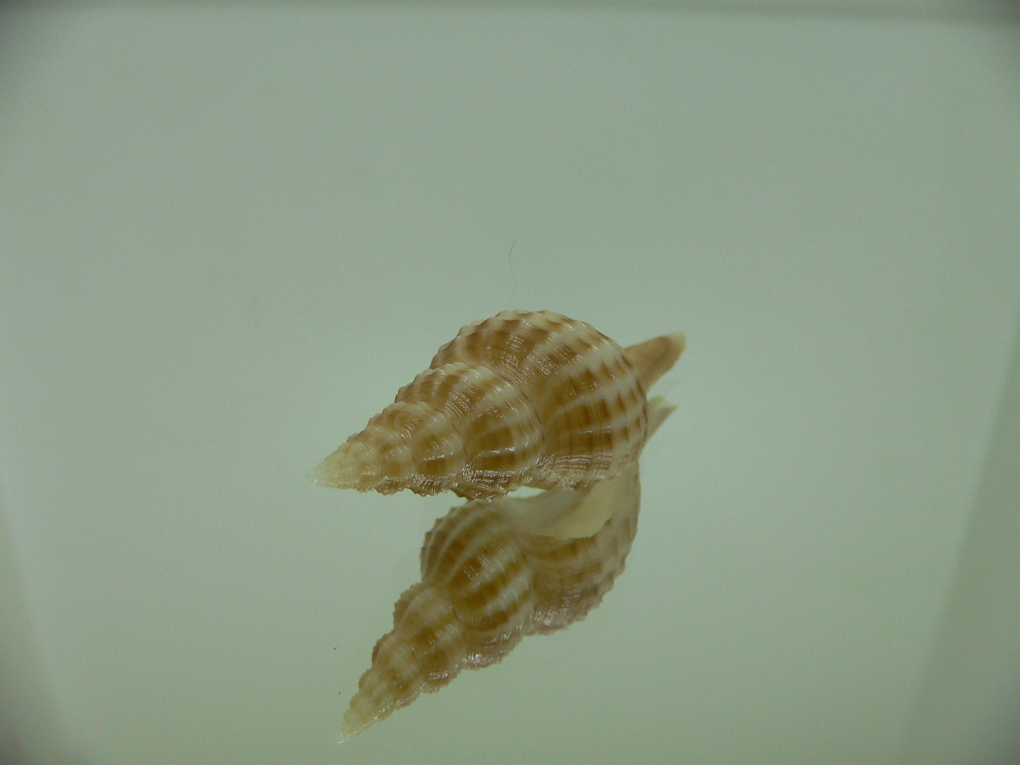 Granulifusus hayashii