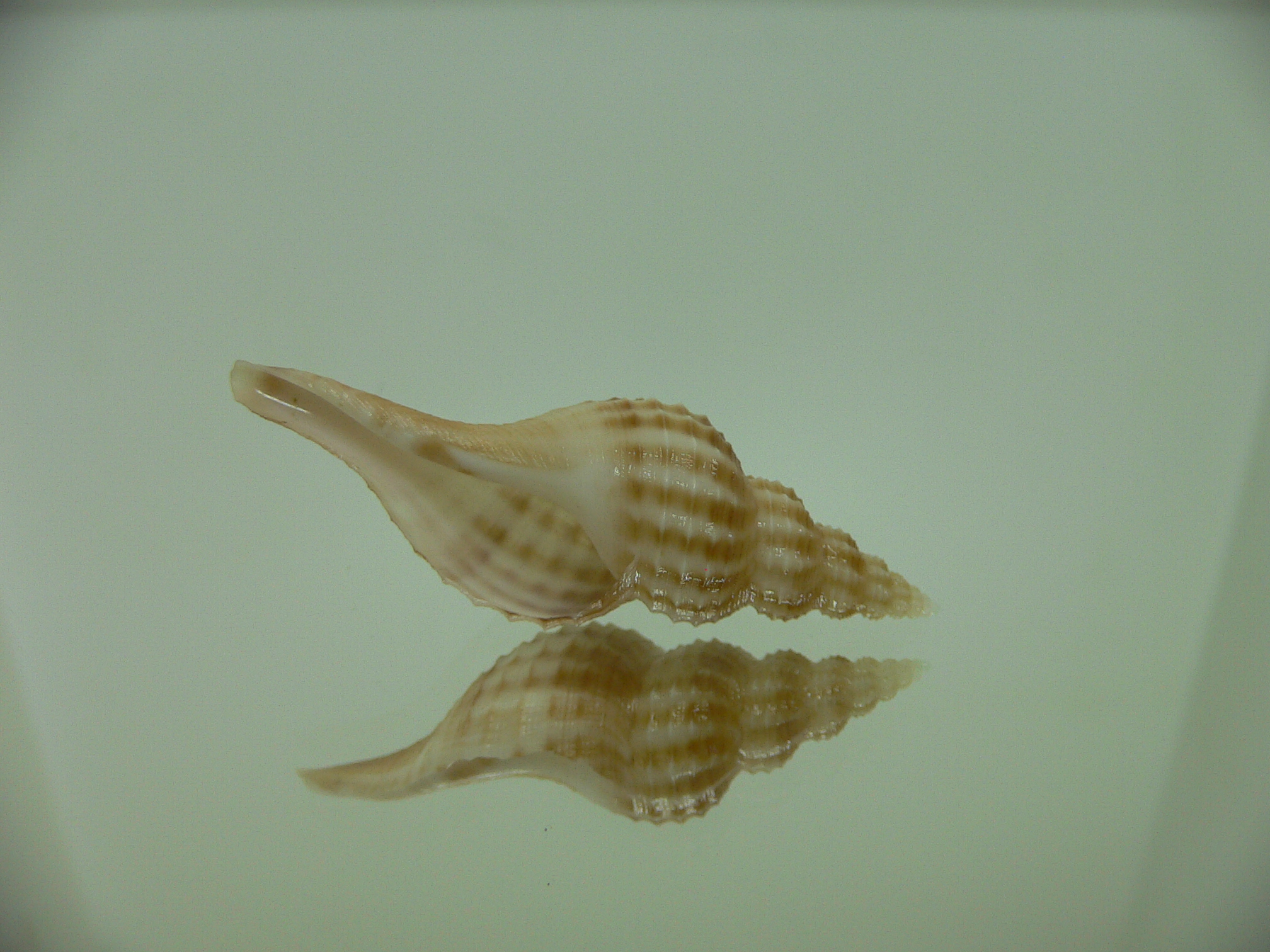 Granulifusus hayashii