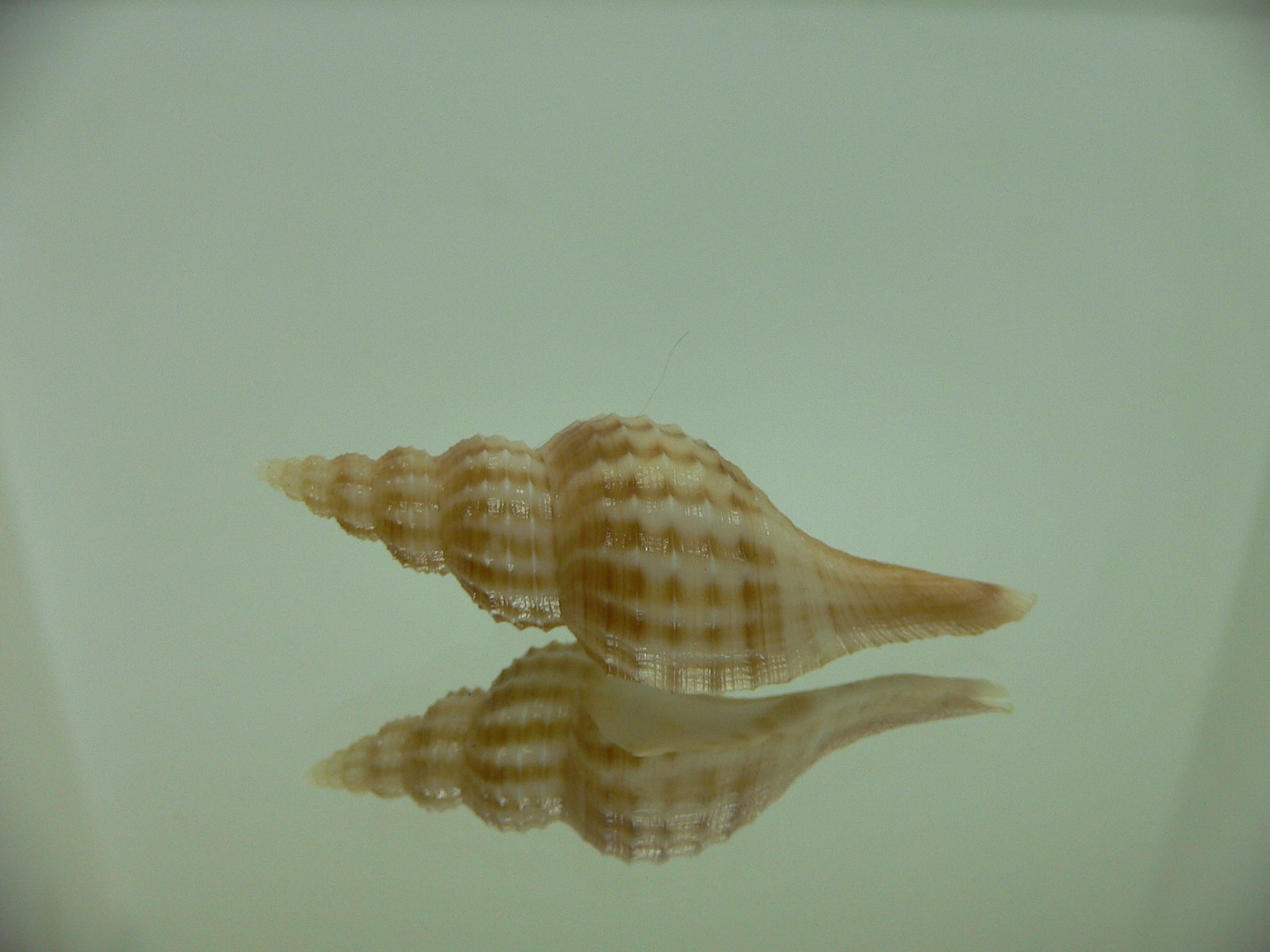 Granulifusus hayashii