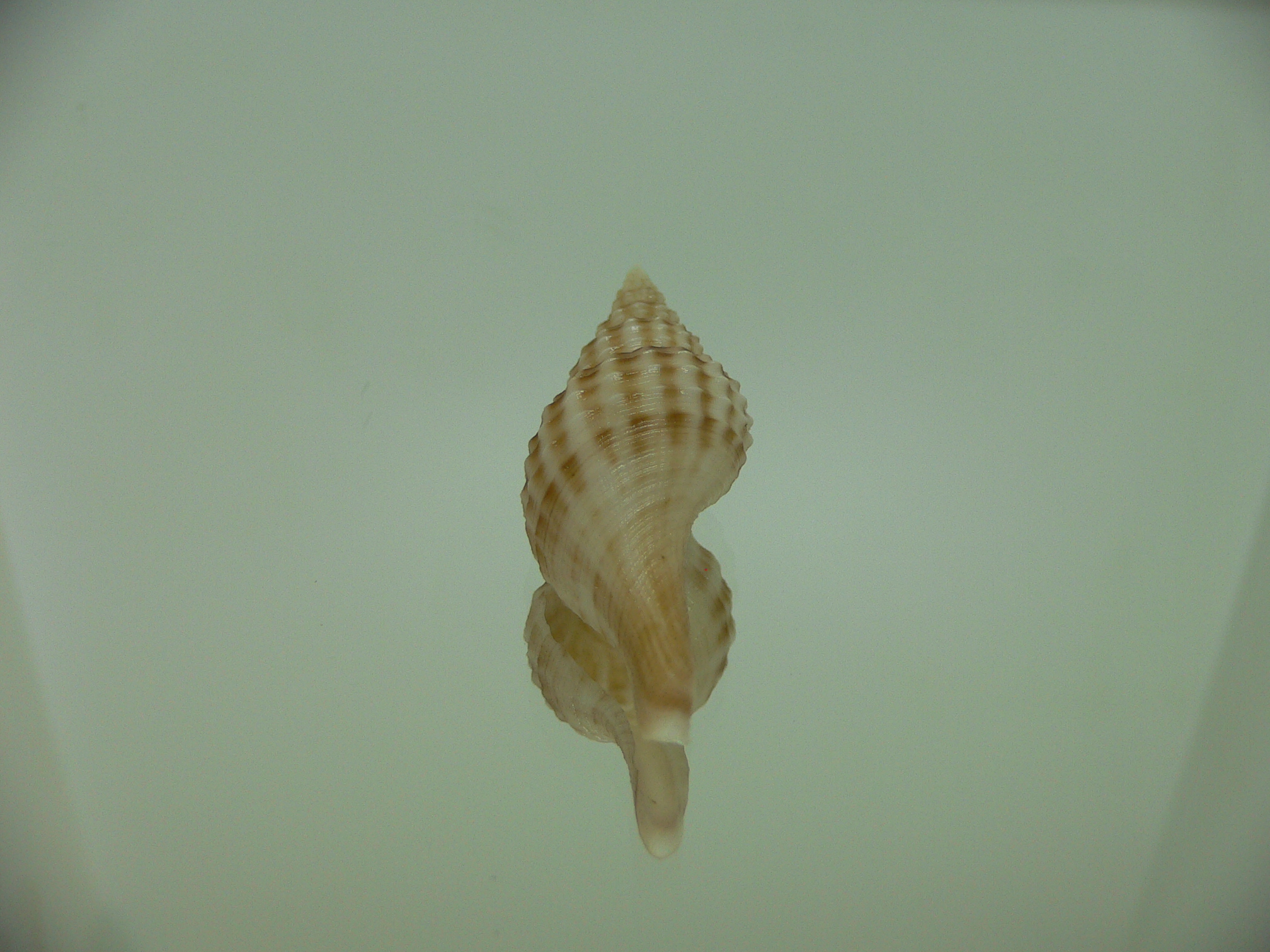 Granulifusus hayashii