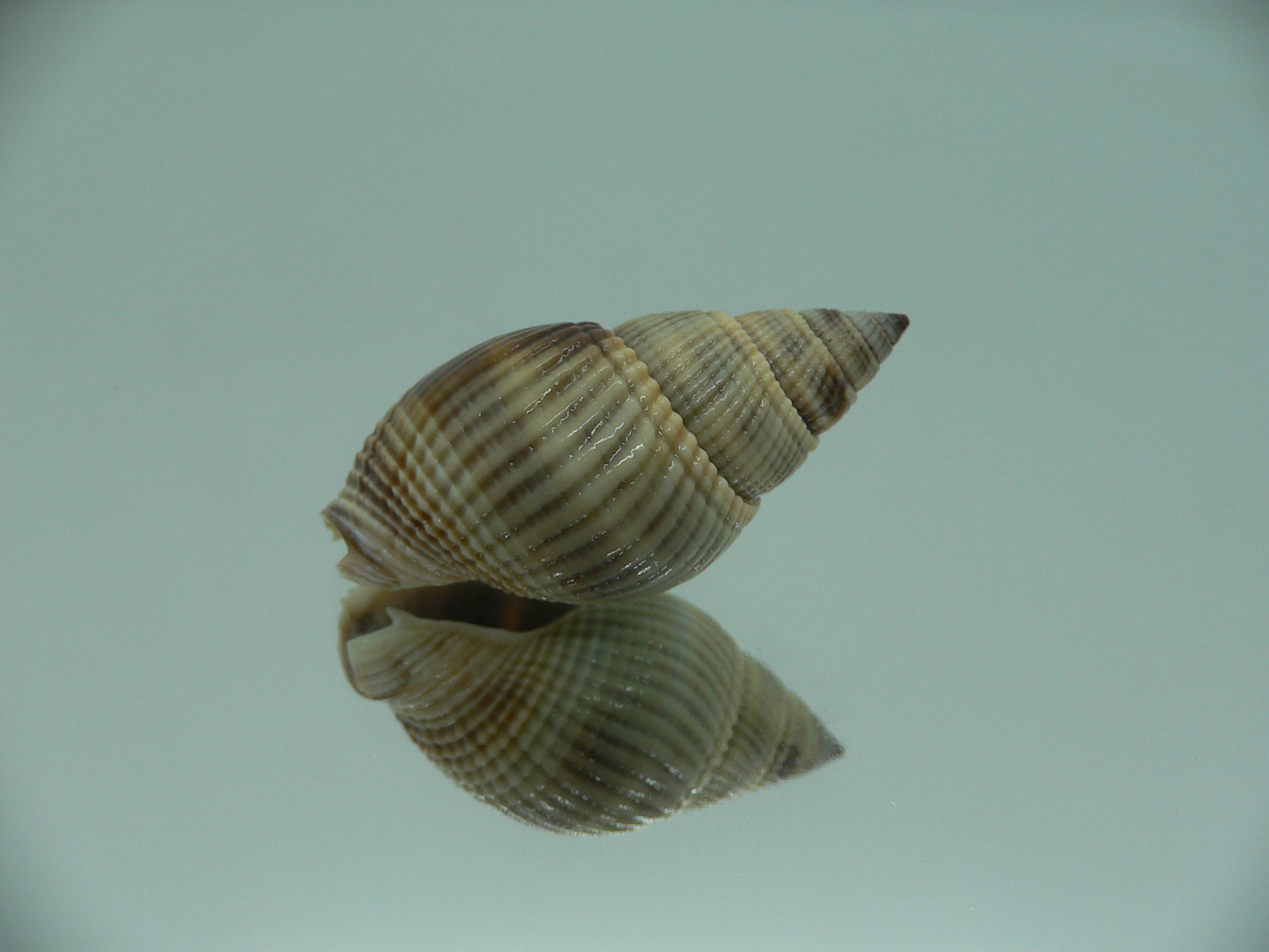 Nassarius siquijorensis BIG & BLACK
