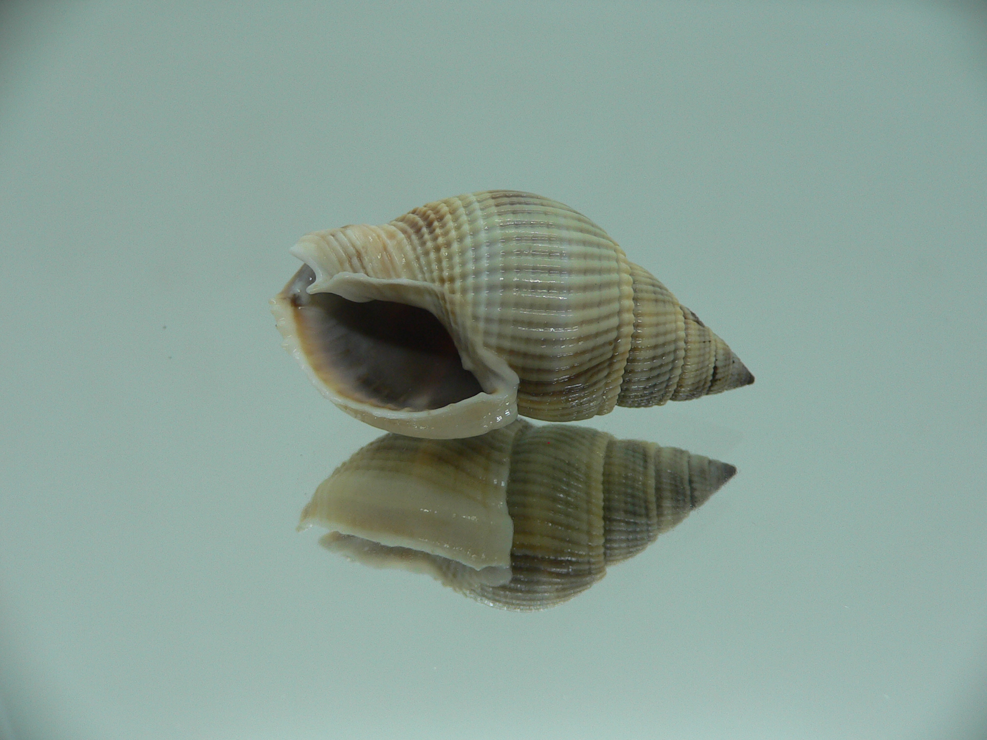 Nassarius siquijorensis BIG & BLACK