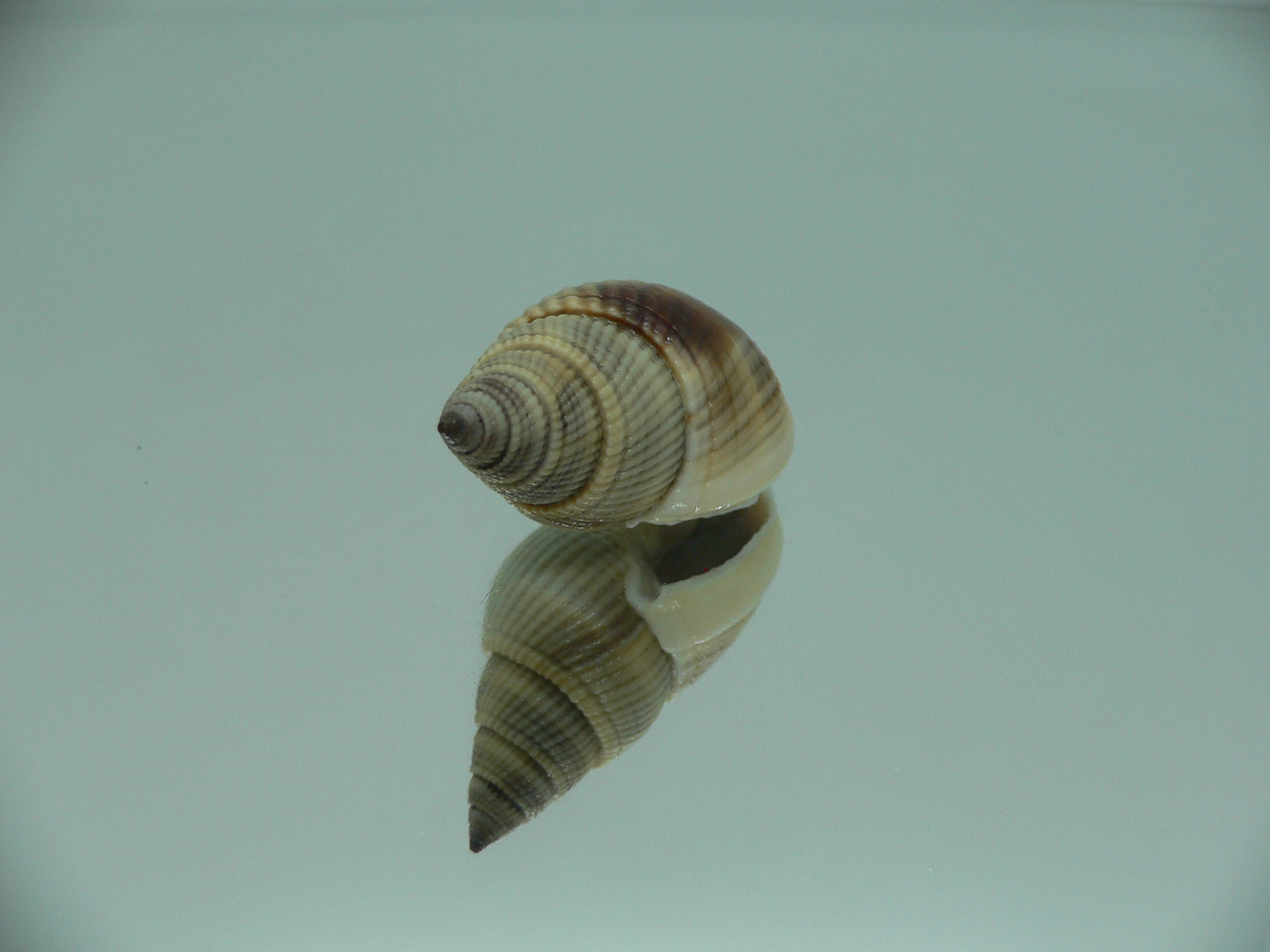 Nassarius siquijorensis BIG & BLACK