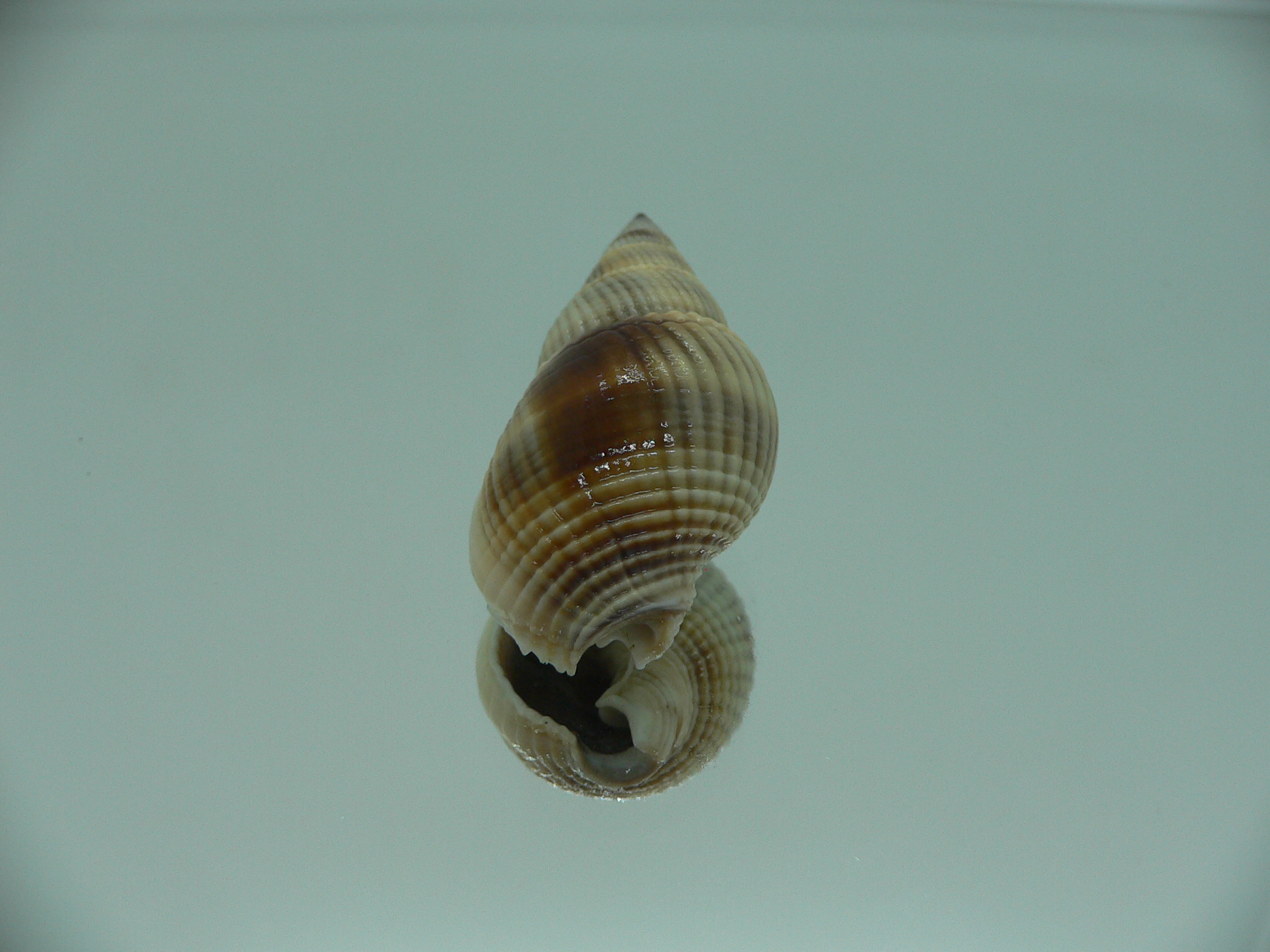 Nassarius siquijorensis BIG & BLACK