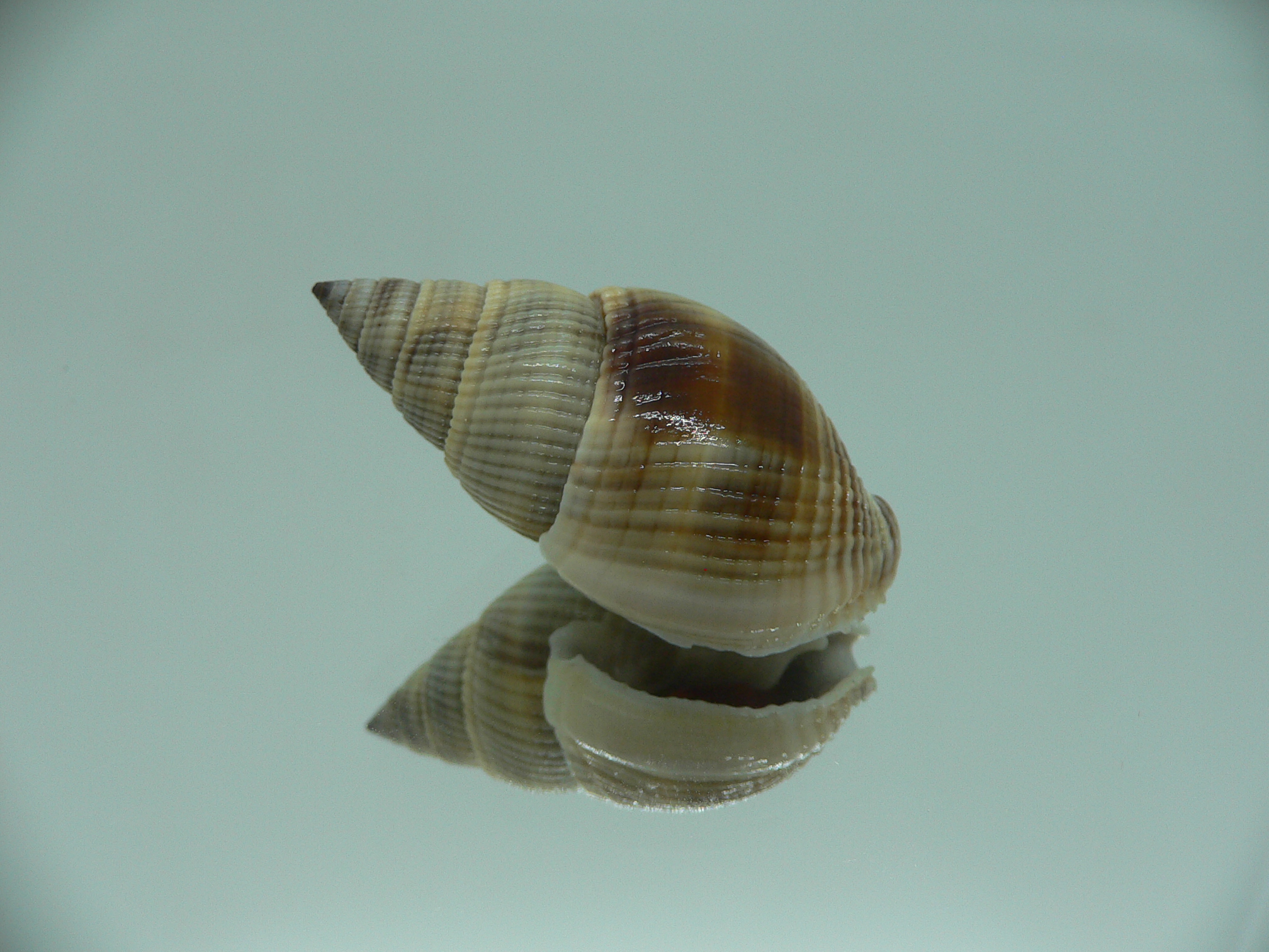 Nassarius siquijorensis BIG & BLACK