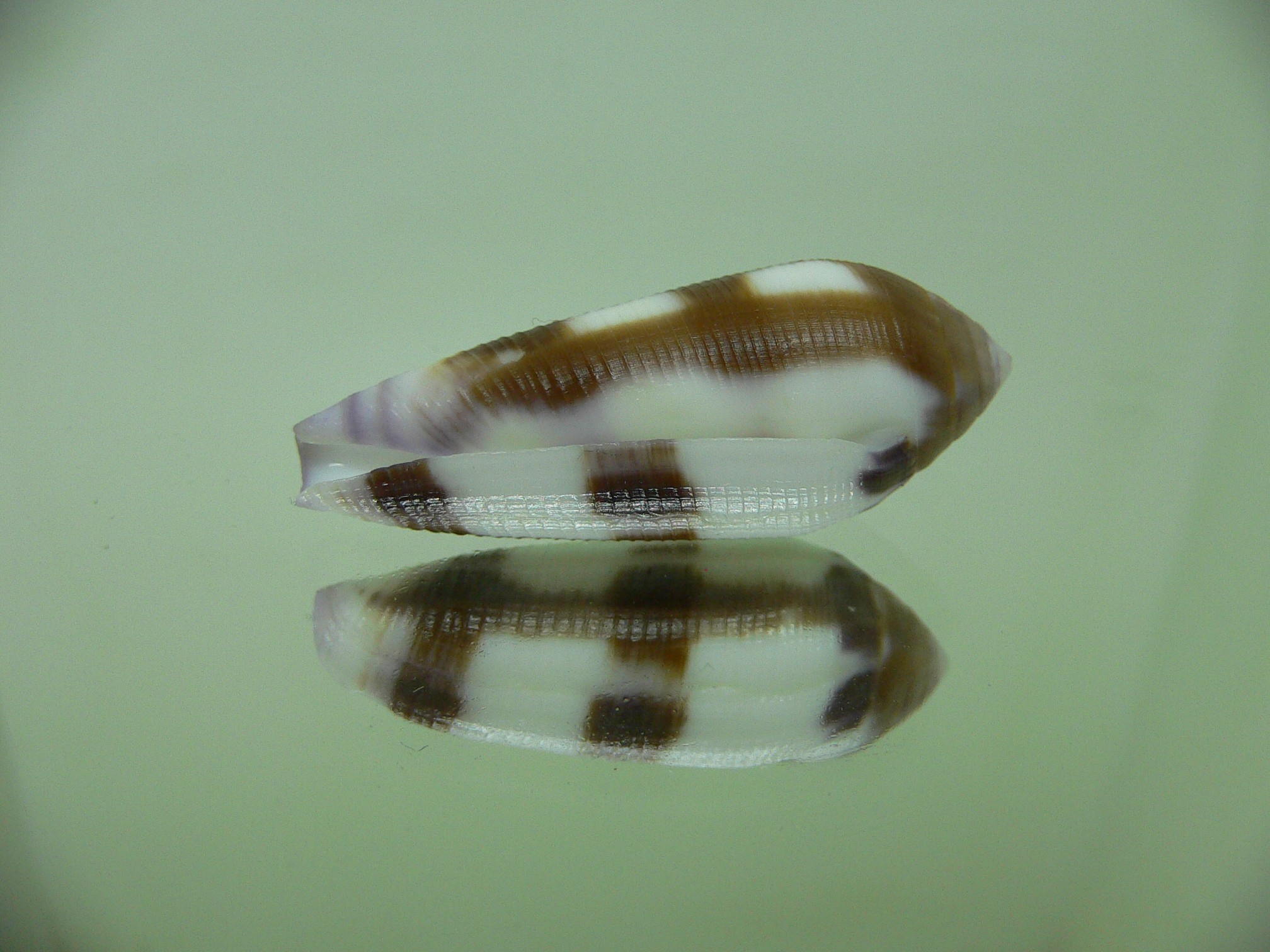 Conus violaceus DARK