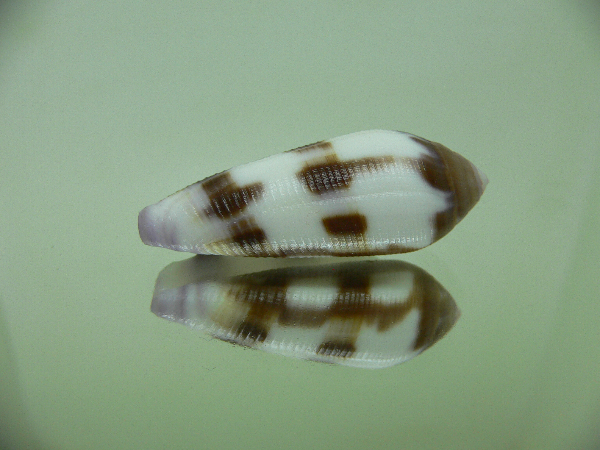 Conus violaceus DARK