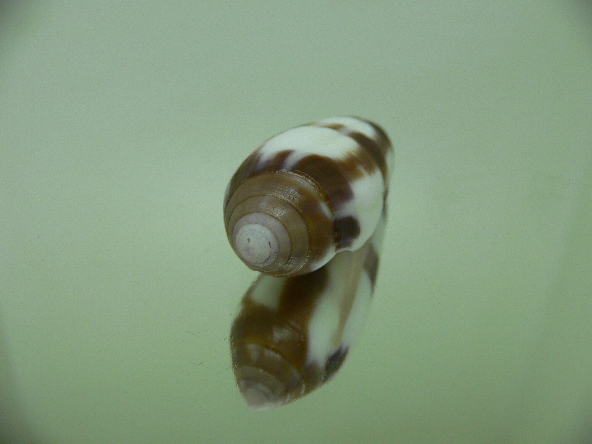 Conus violaceus DARK