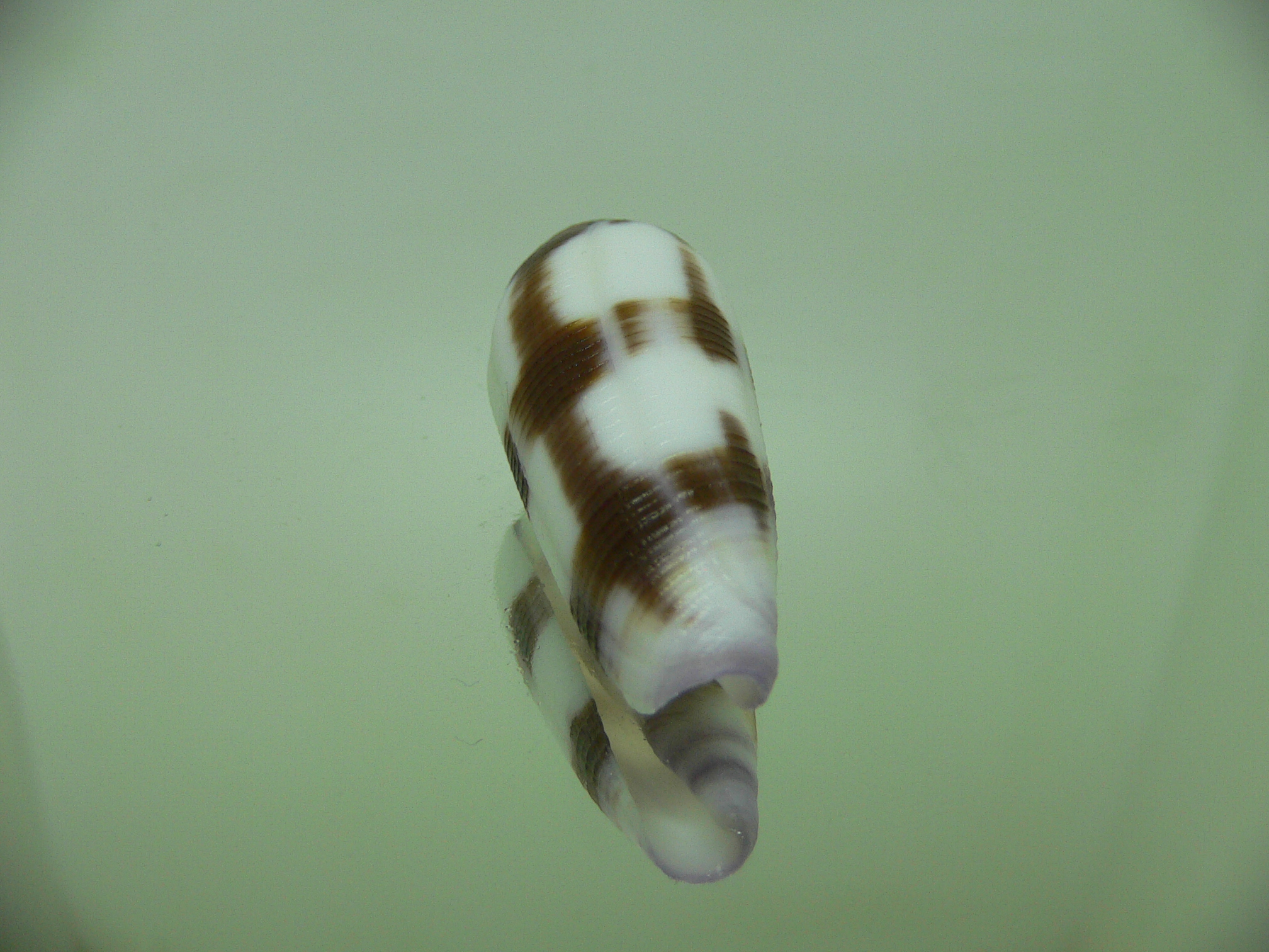 Conus violaceus DARK