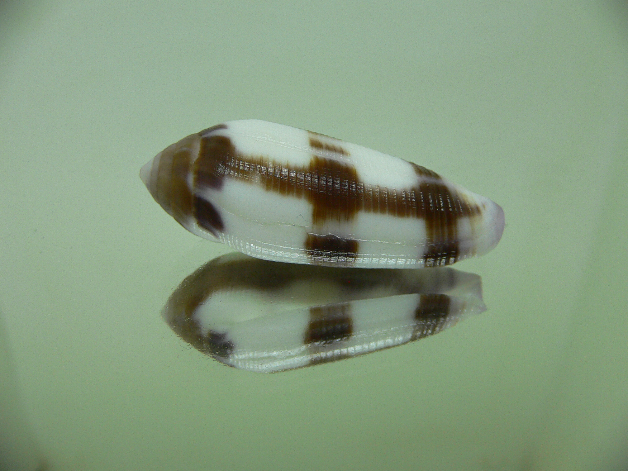 Conus violaceus DARK