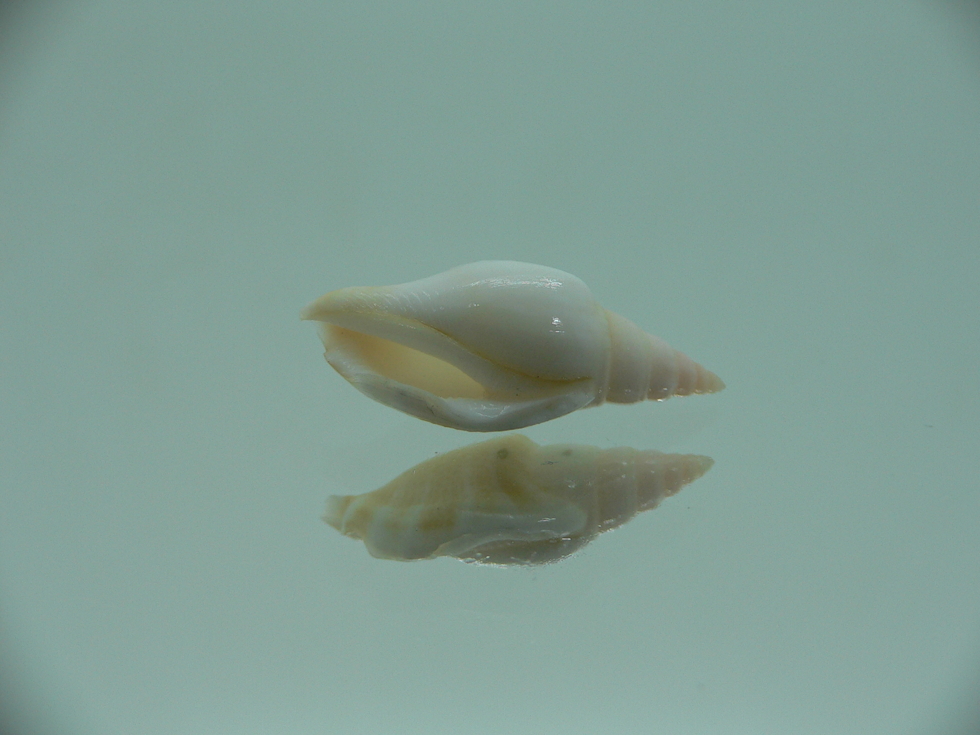 Canarium fusiforme RARE & LIGHT