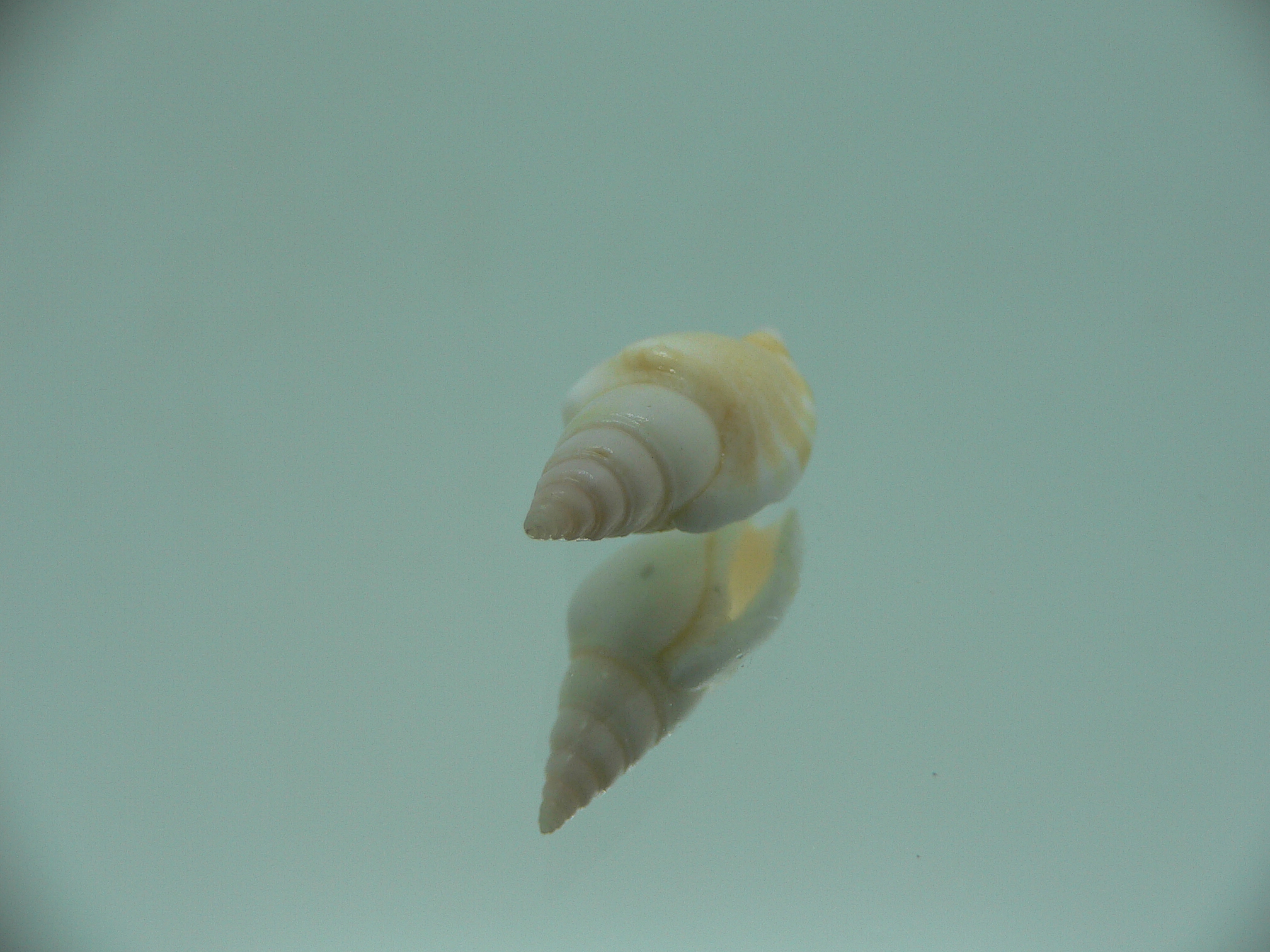 Canarium fusiforme RARE & LIGHT