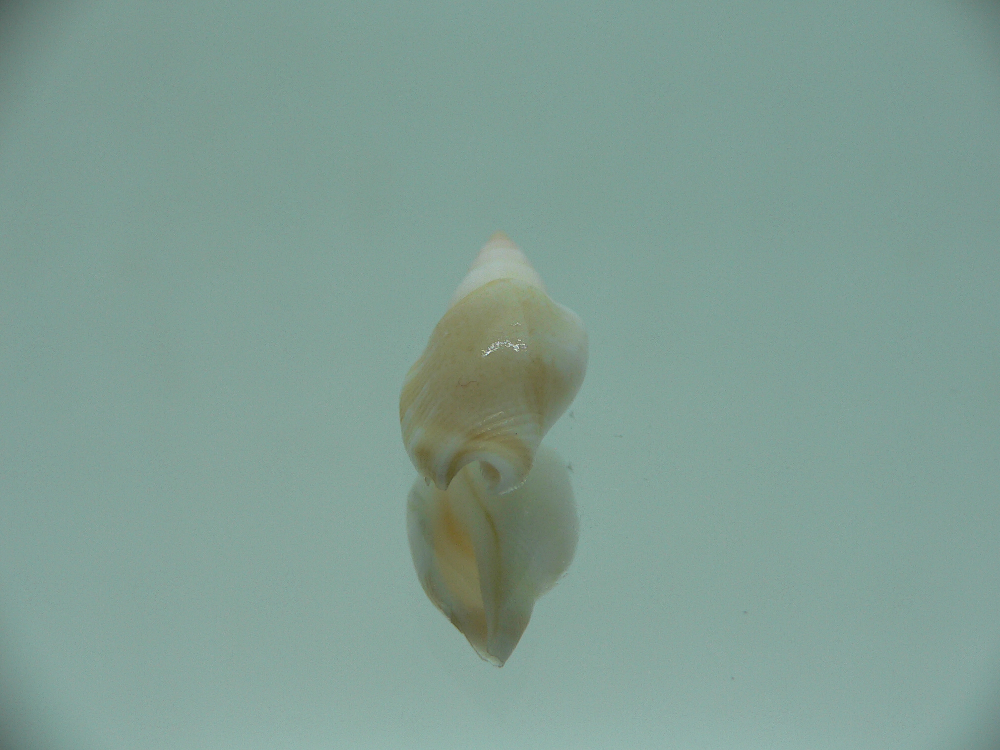 Canarium fusiforme RARE & LIGHT