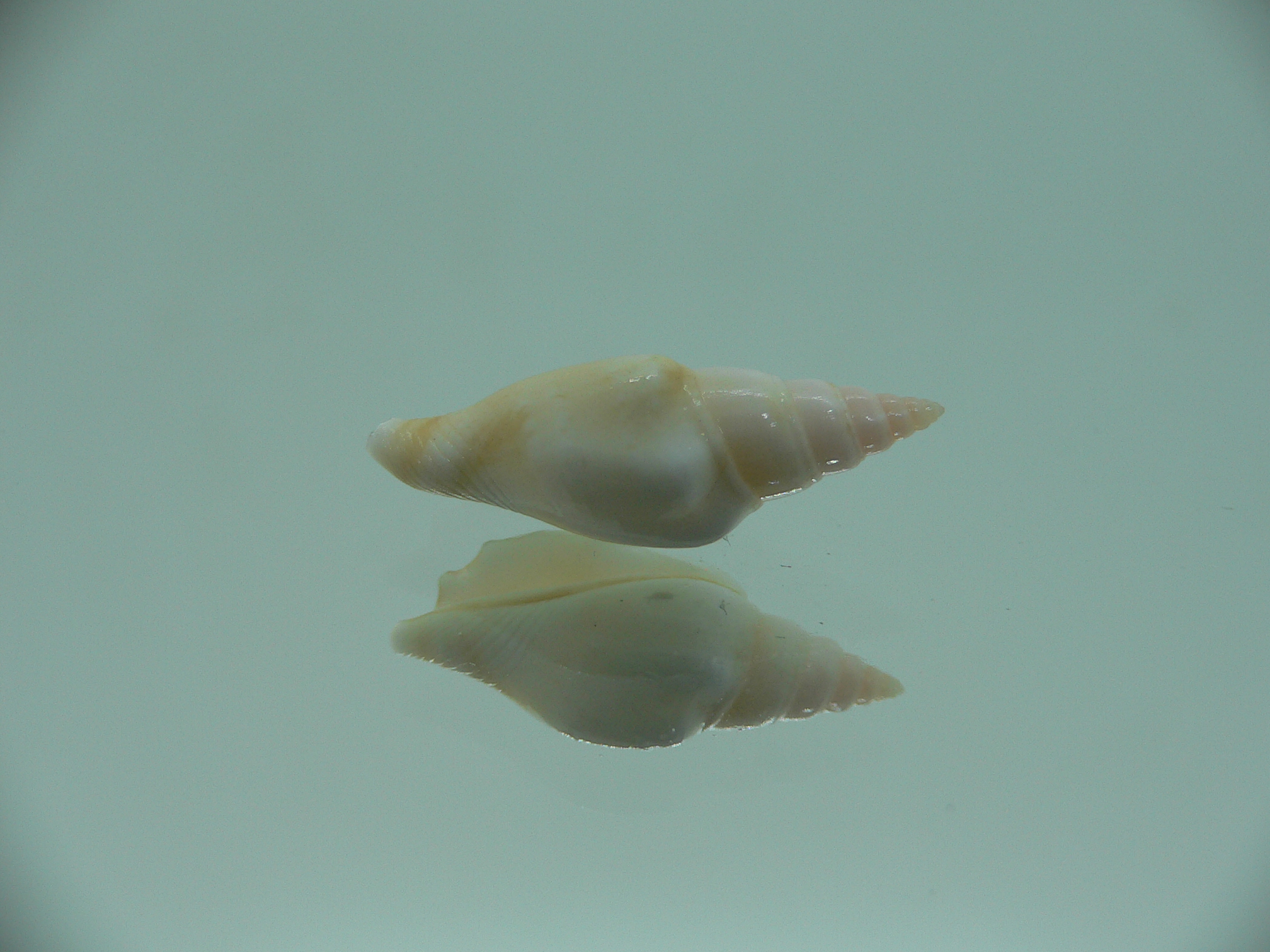 Canarium fusiforme RARE & LIGHT