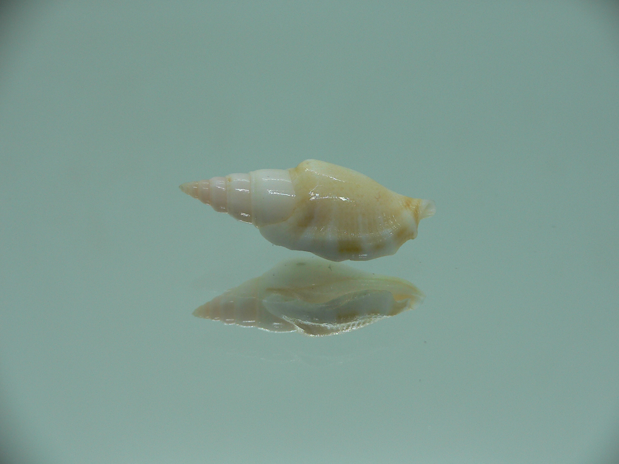 Canarium fusiforme RARE & LIGHT