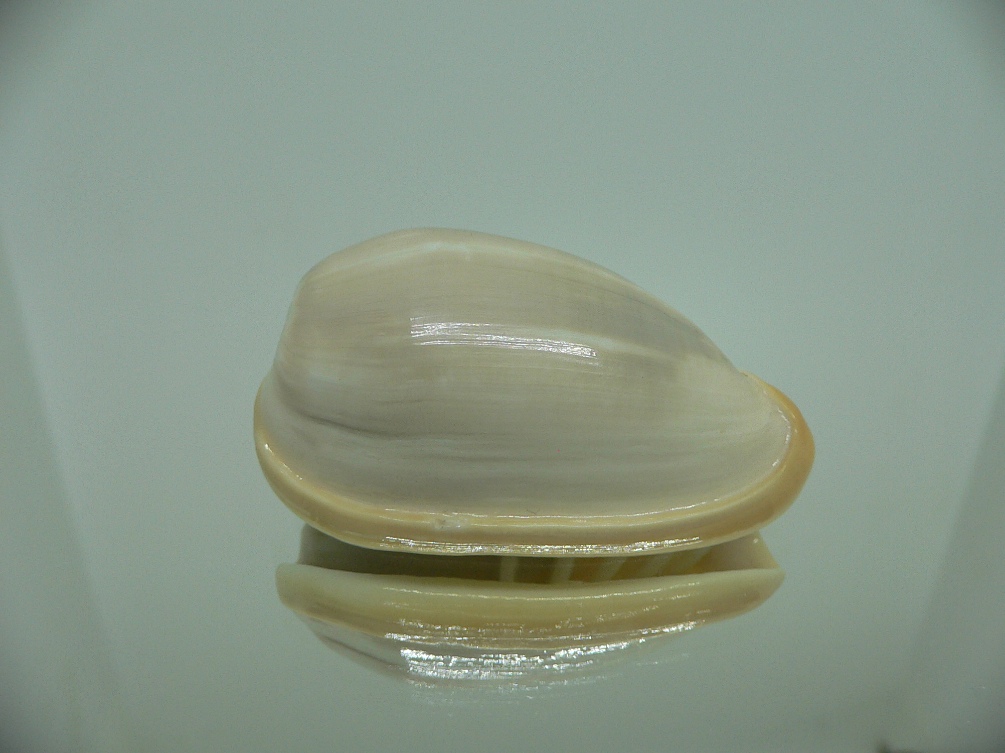 Cryptospira strigata strigata VERY BIG