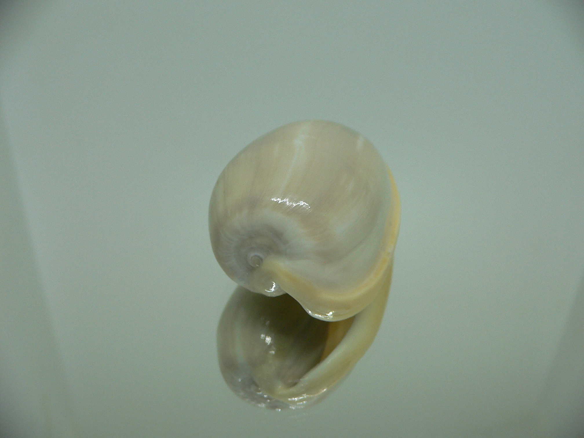 Cryptospira strigata strigata VERY BIG