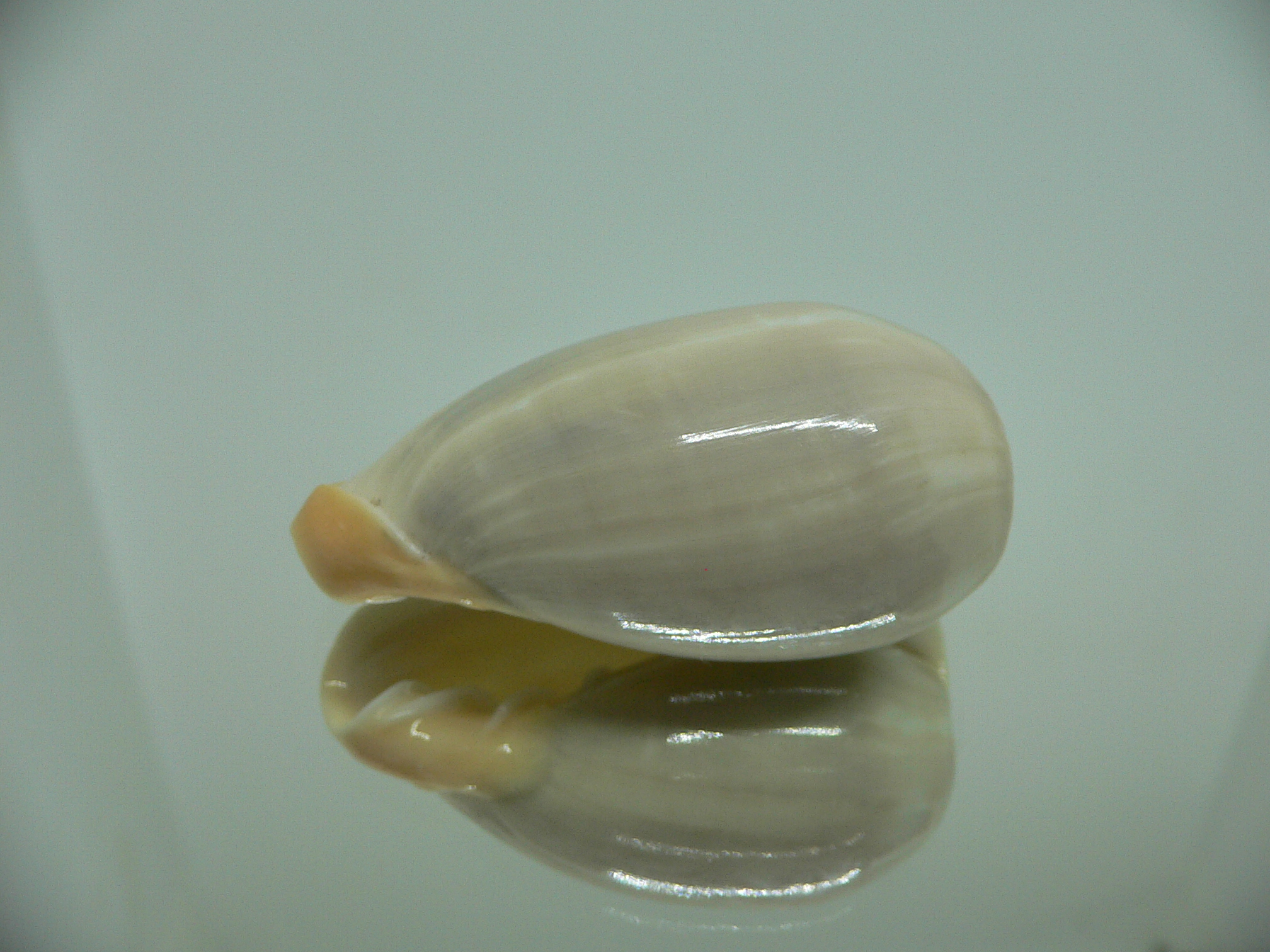 Cryptospira strigata strigata VERY BIG