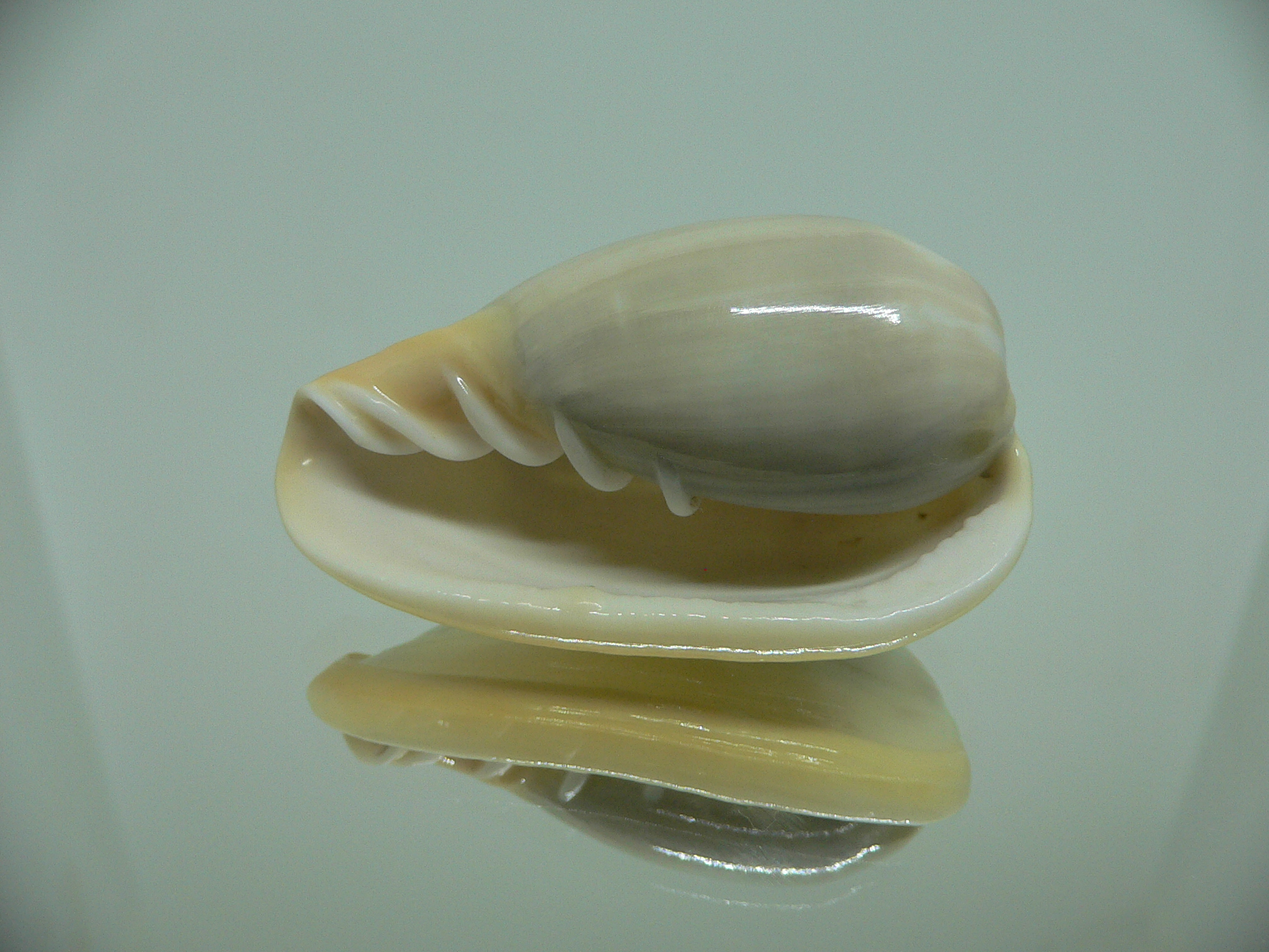 Cryptospira strigata strigata VERY BIG