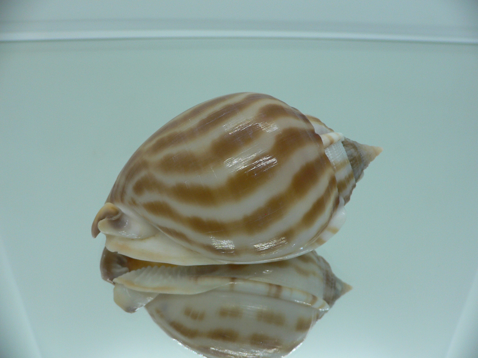 Phalium muangmani WIDE